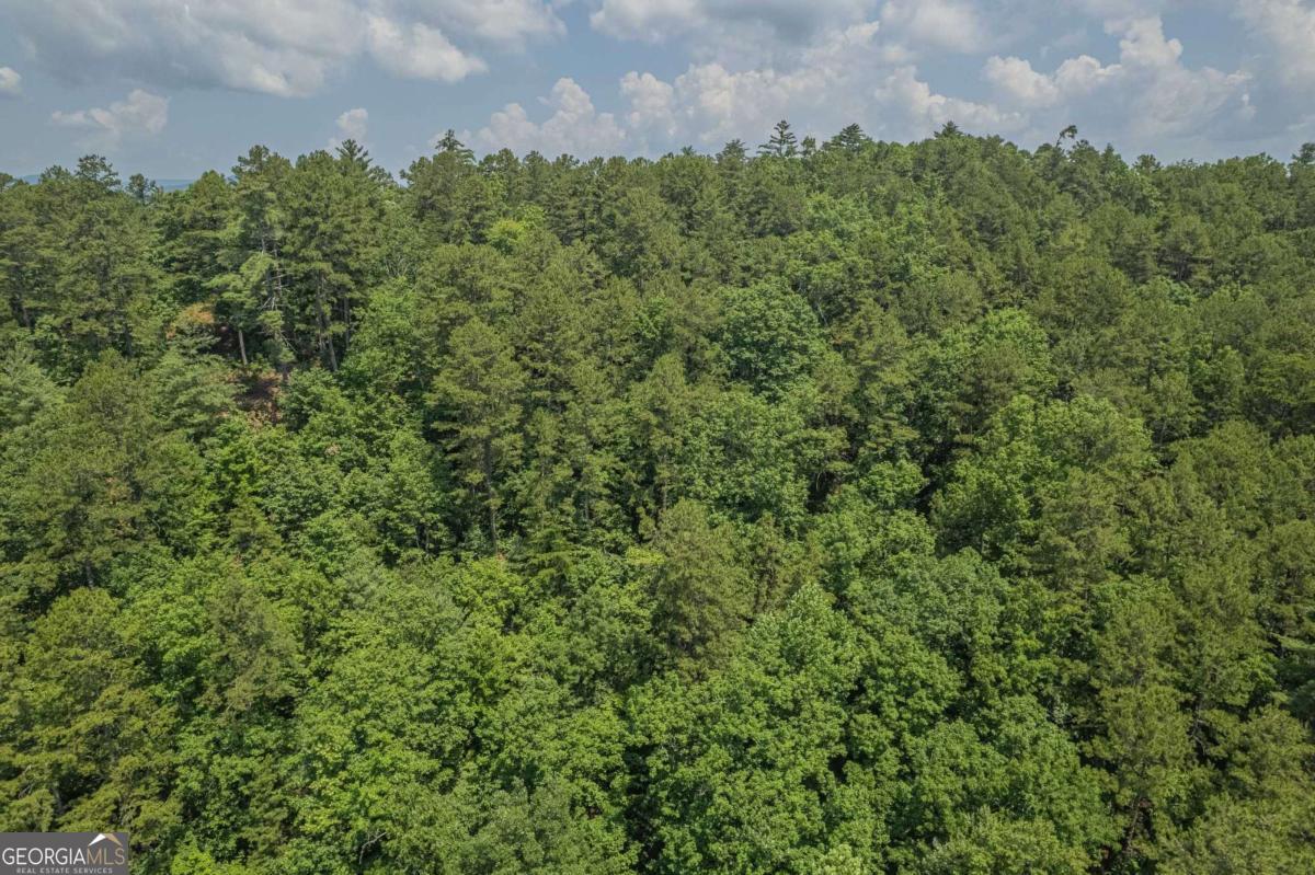 31 Yonah Lake Road Clarkesville, GA 30523 - Photo 29 of 55 a view of a bunch of trees and bushes