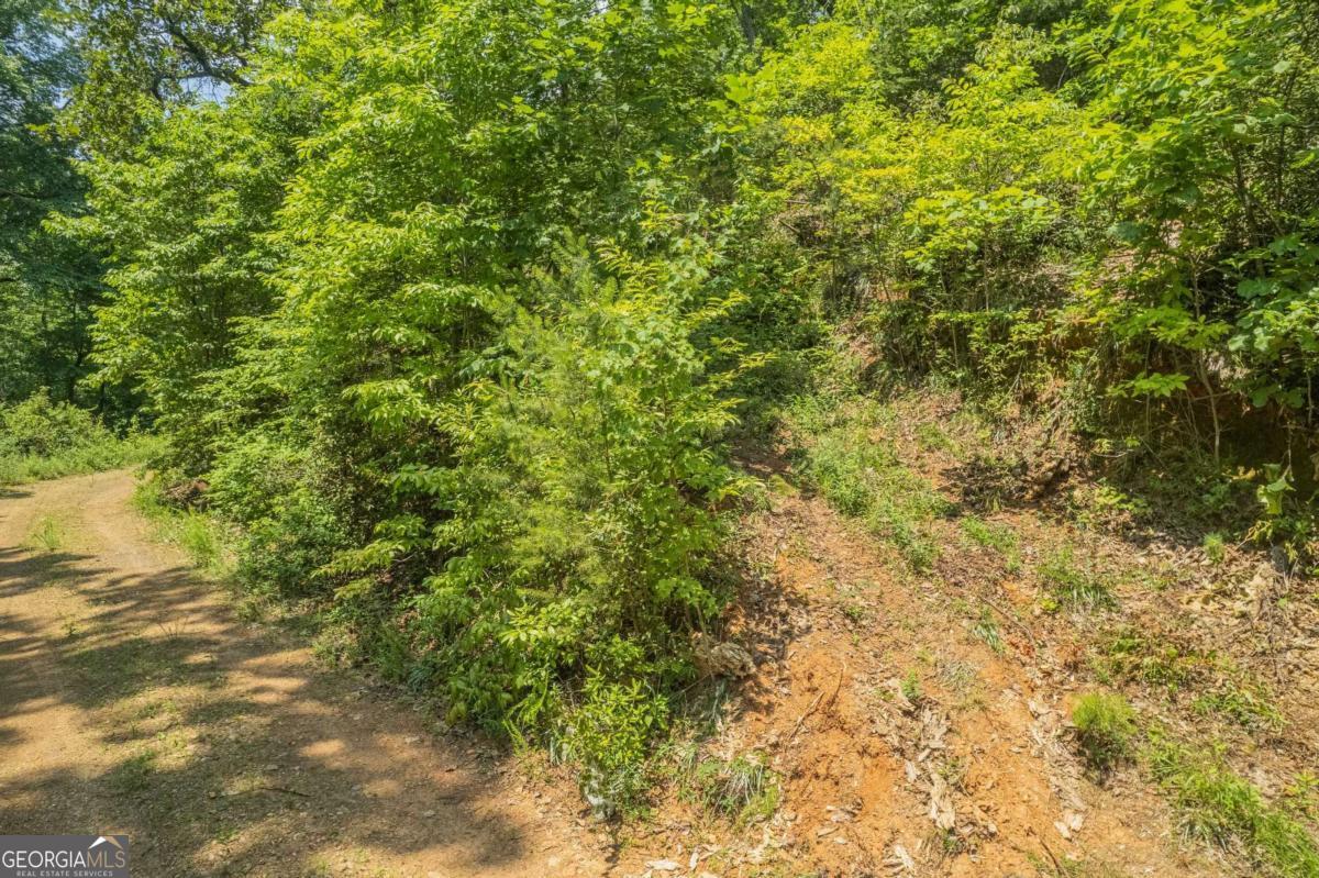 31 Yonah Lake Road Clarkesville, GA 30523 - Photo 30 of 55 a view of a large yard with lots of bushes