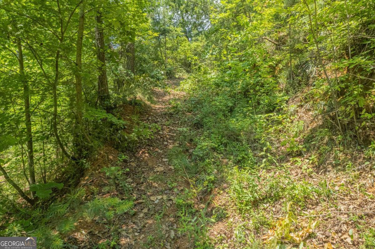 31 Yonah Lake Road Clarkesville, GA 30523 - Photo 31 of 55 a view of a lush green forest