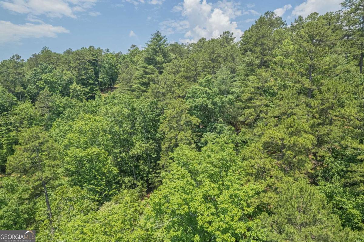 31 Yonah Lake Road Clarkesville, GA 30523 - Photo 33 of 55 a view of a large yard with plants and large trees