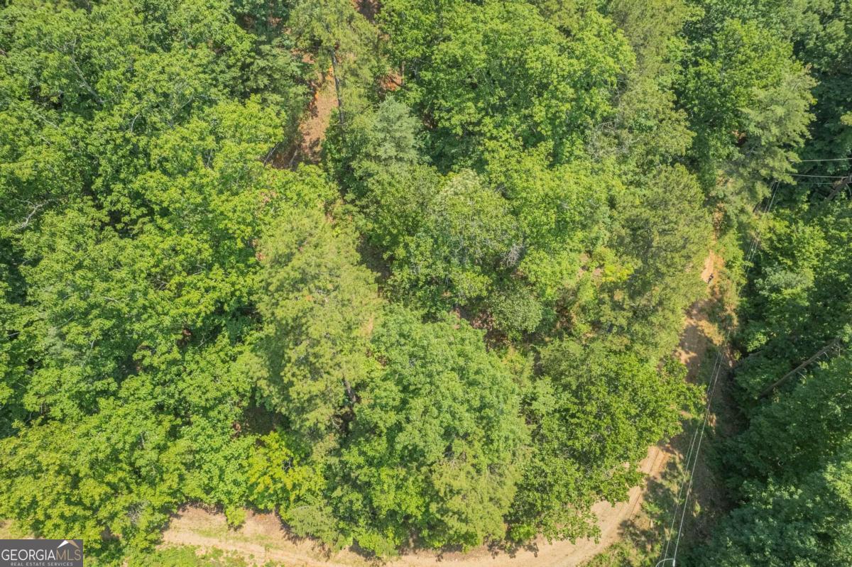 31 Yonah Lake Road Clarkesville, GA 30523 - Photo 36 of 55 a view of a lush green forest