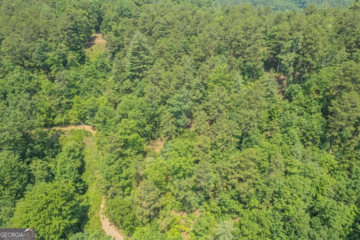 31 Yonah Lake Road Clarkesville, GA 30523 - Photo 39 of 55 a view of a big yard with plants and large trees