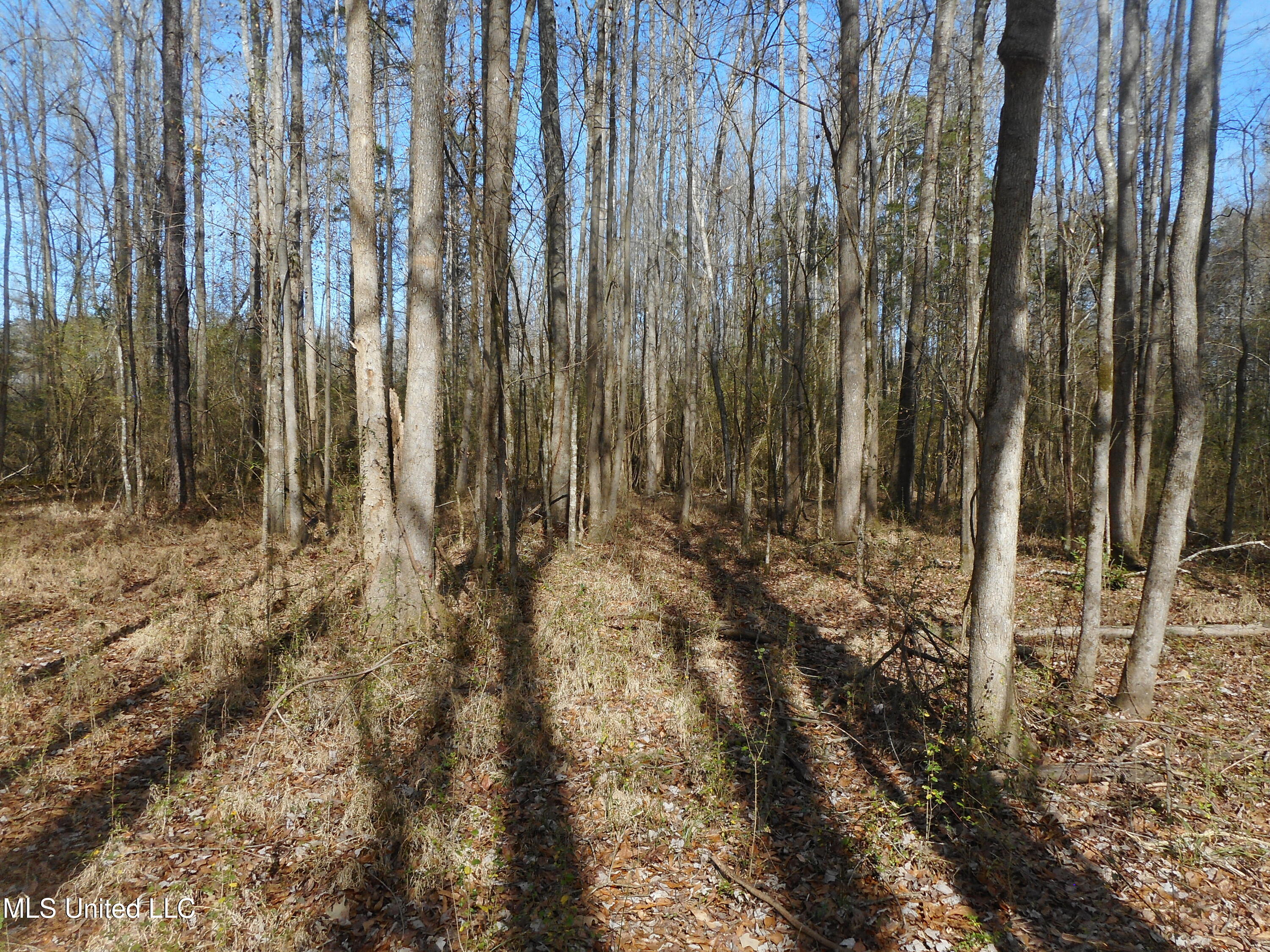 593 Rocky Hill Road Pickens, MS 39146 - Photo 101 of 102 DSCN2033