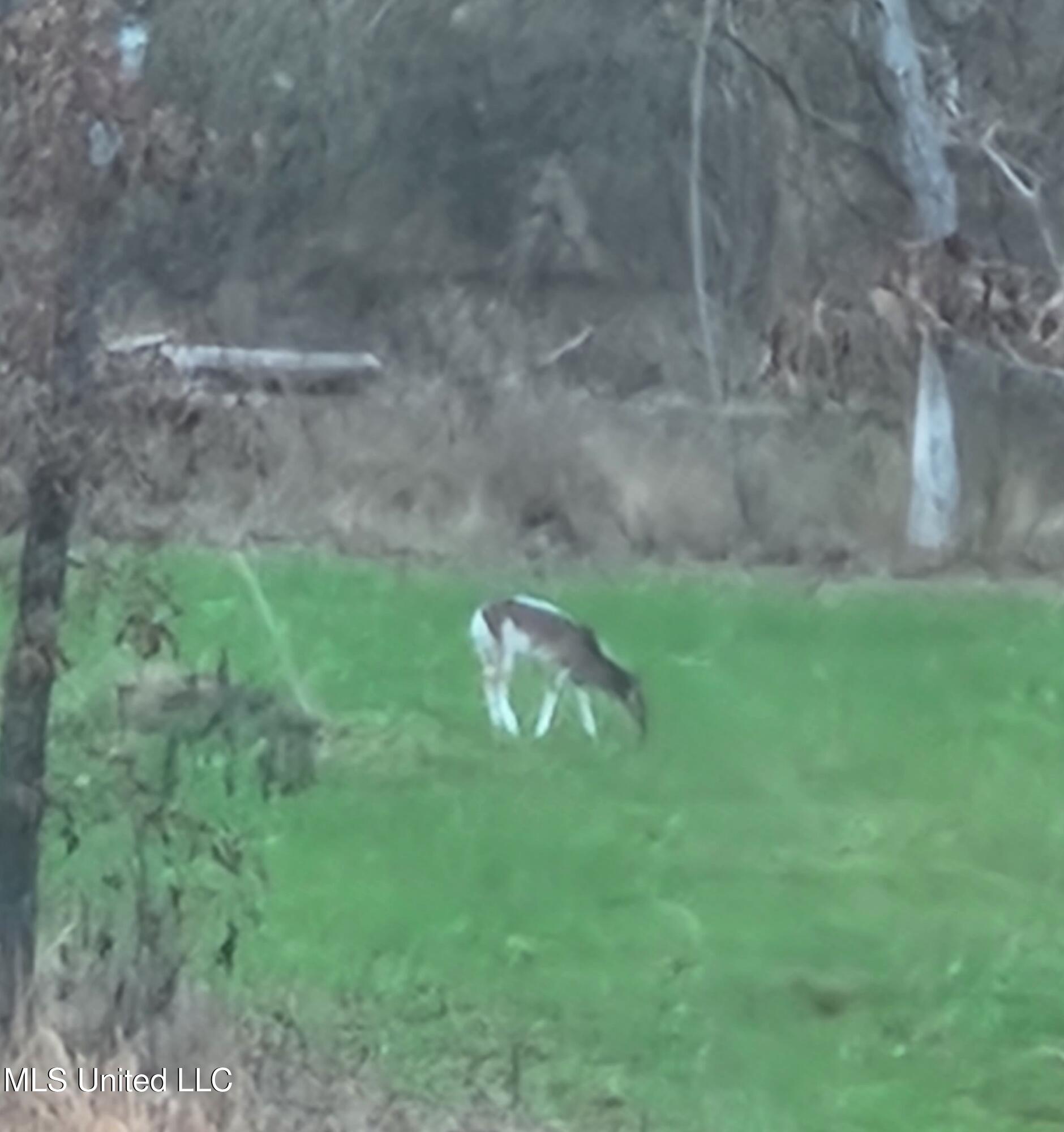 593 Rocky Hill Road Pickens, MS 39146 - Photo 15 of 102 Piebald Deer