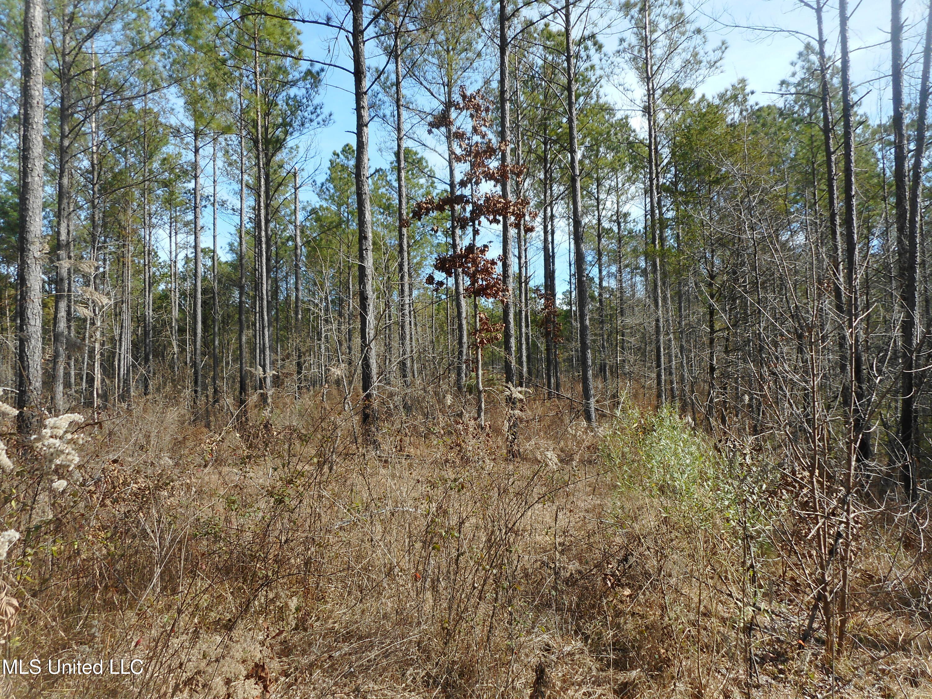 593 Rocky Hill Road Pickens, MS 39146 - Photo 23 of 102 DSCN1971