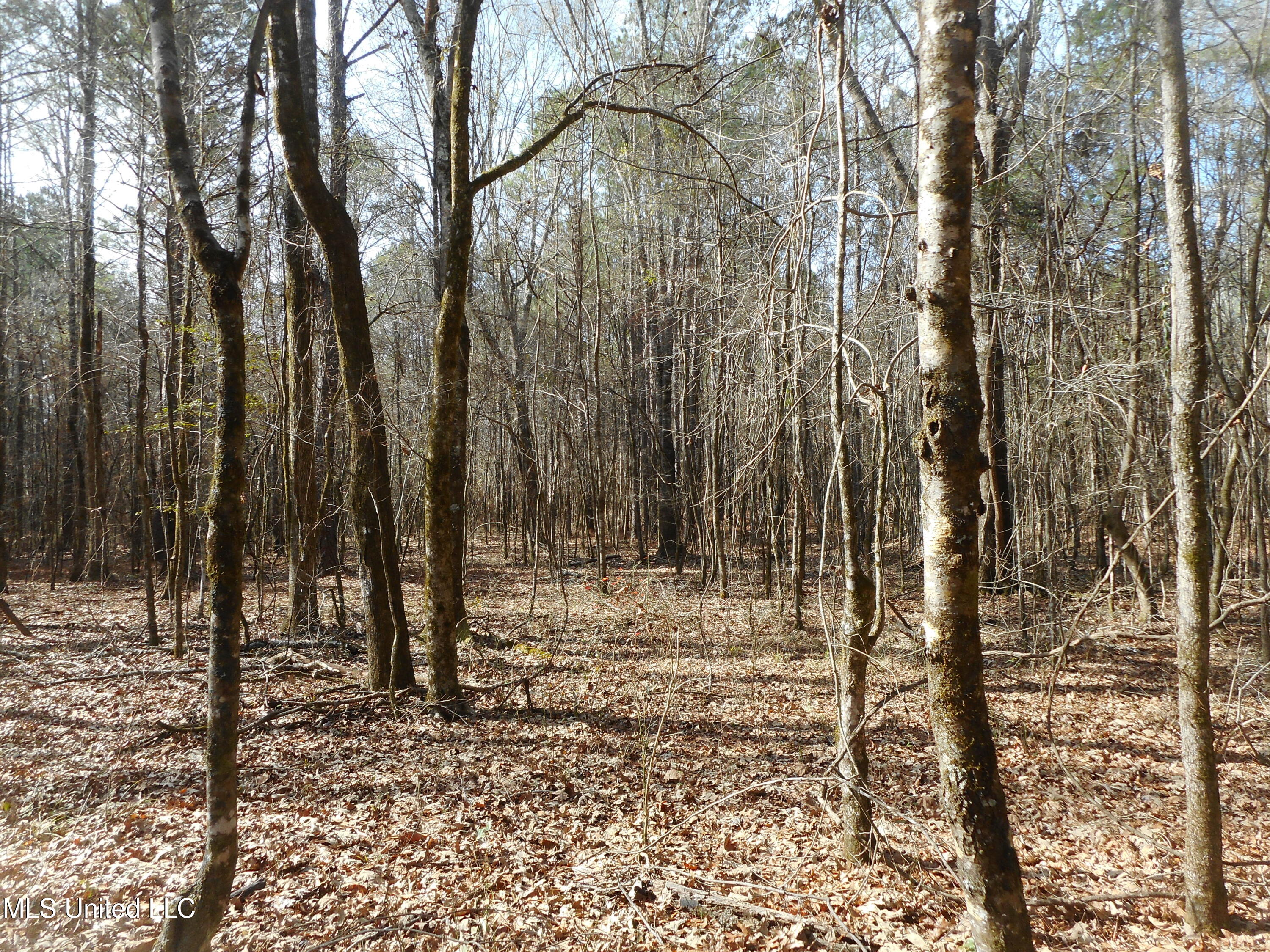 593 Rocky Hill Road Pickens, MS 39146 - Photo 27 of 102 DSCN2000