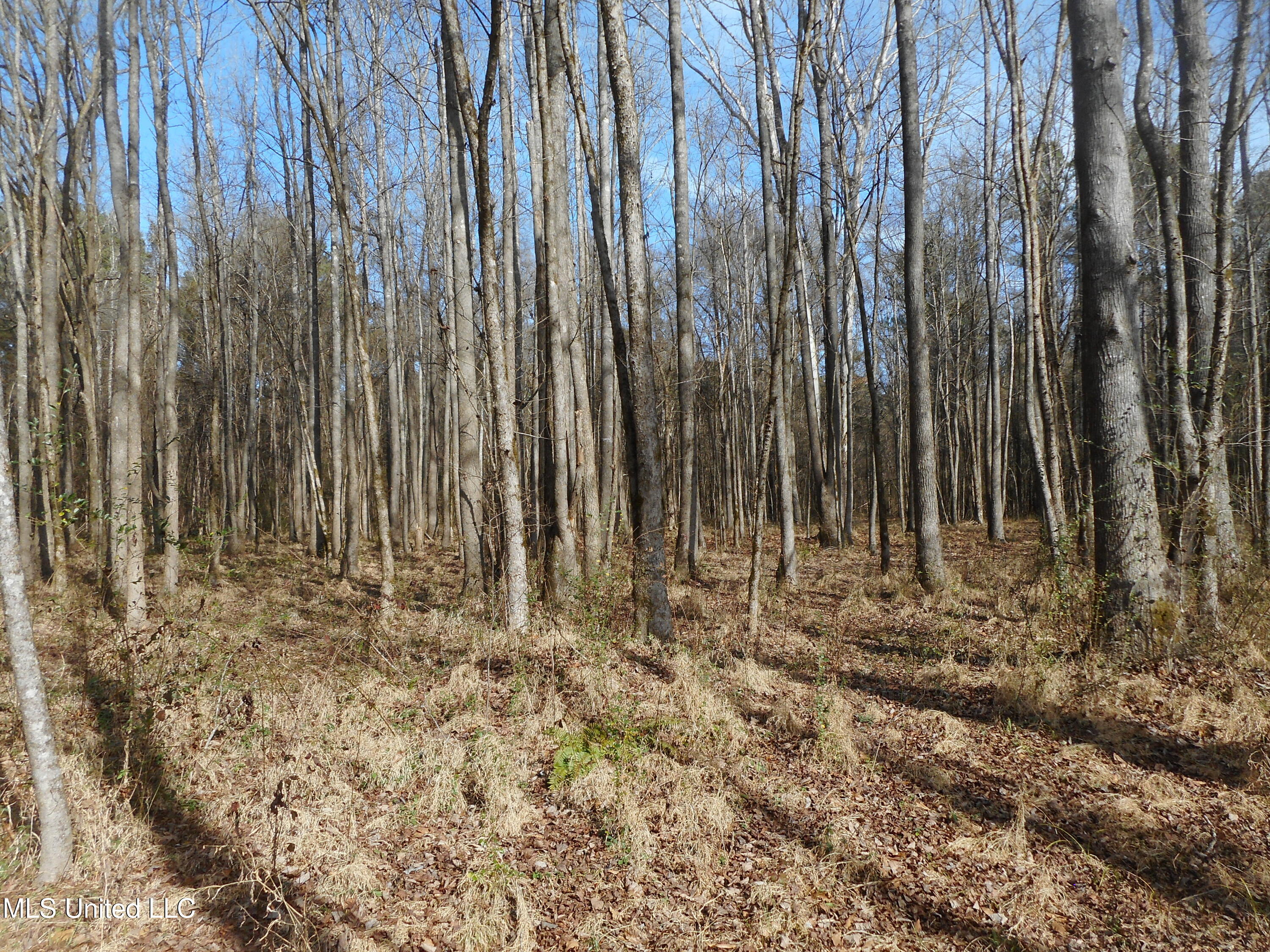 593 Rocky Hill Road Pickens, MS 39146 - Photo 28 of 102 DSCN2006