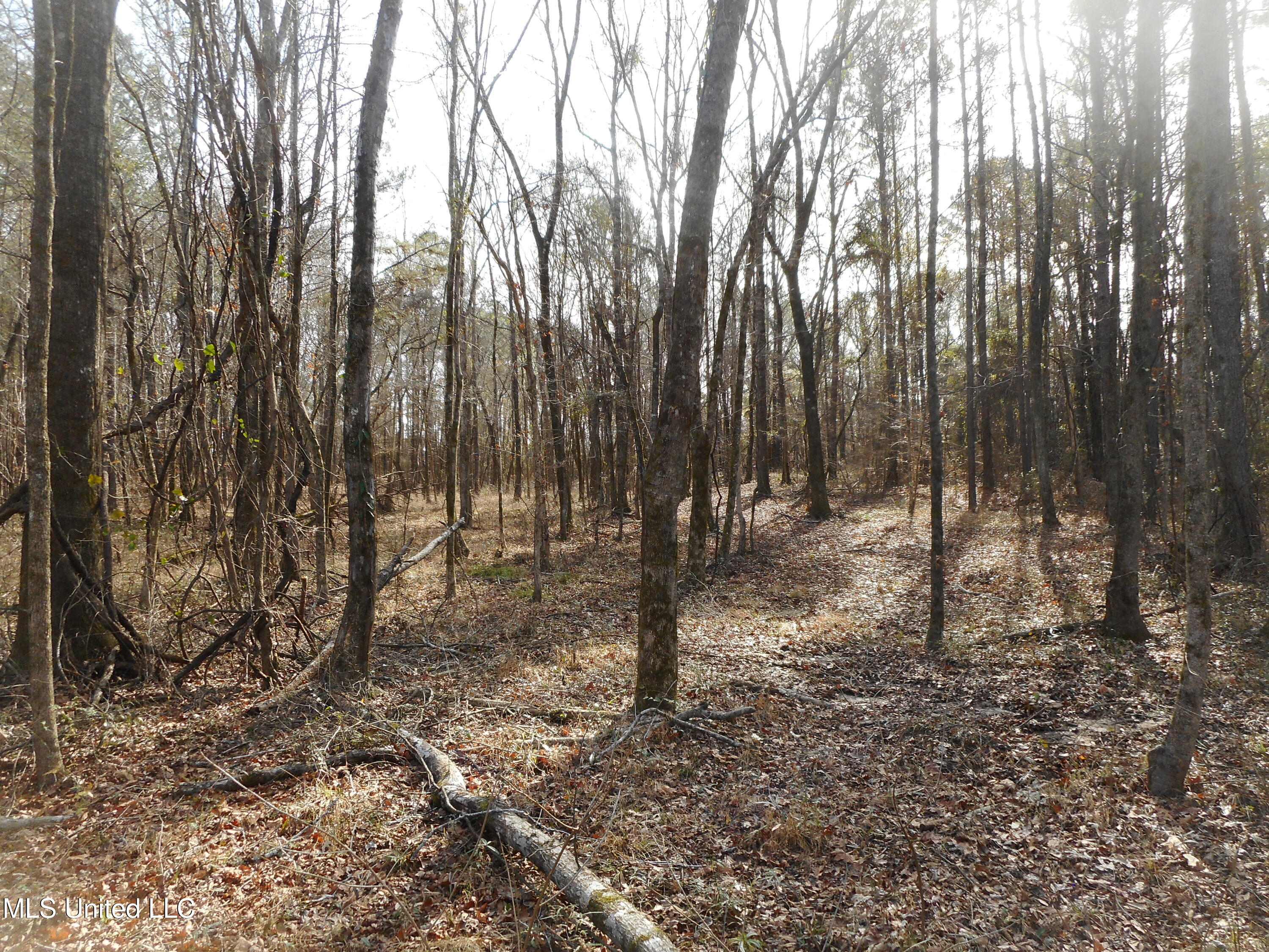 593 Rocky Hill Road Pickens, MS 39146 - Photo 34 of 102 DSCN2012