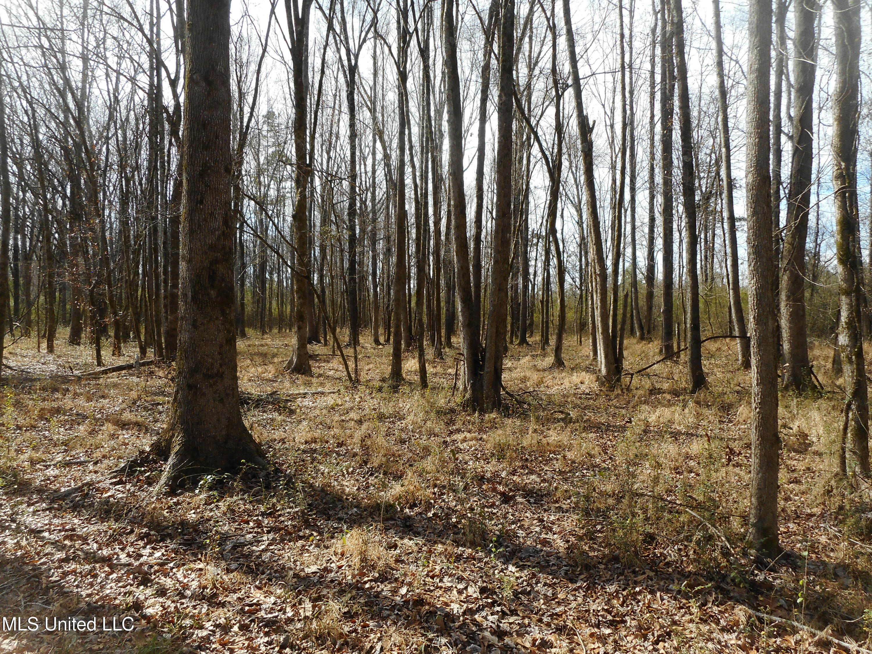 593 Rocky Hill Road Pickens, MS 39146 - Photo 42 of 102 DSCN2032