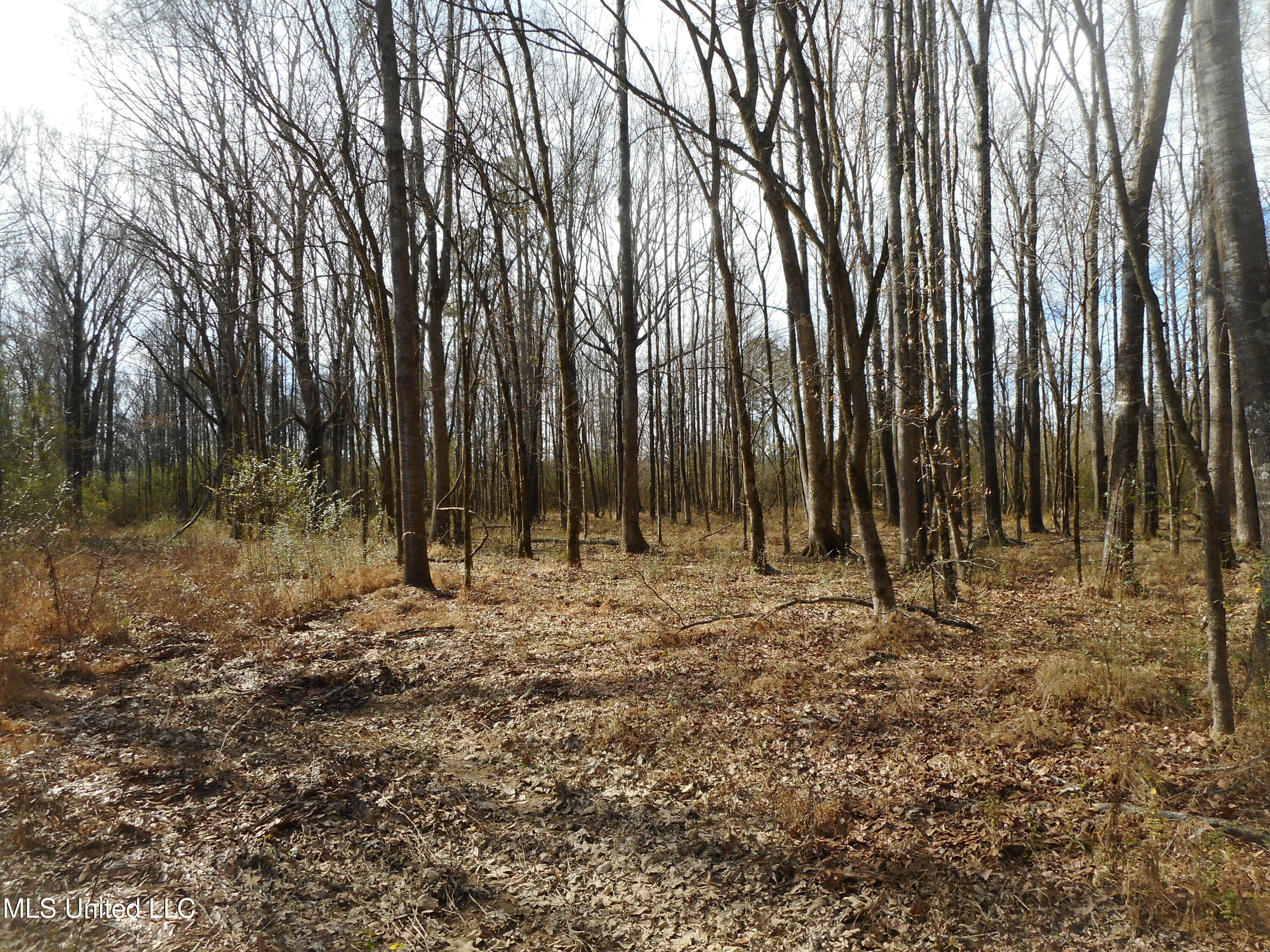 593 Rocky Hill Road Pickens, MS 39146 - Photo 43 of 102 DSCN2035