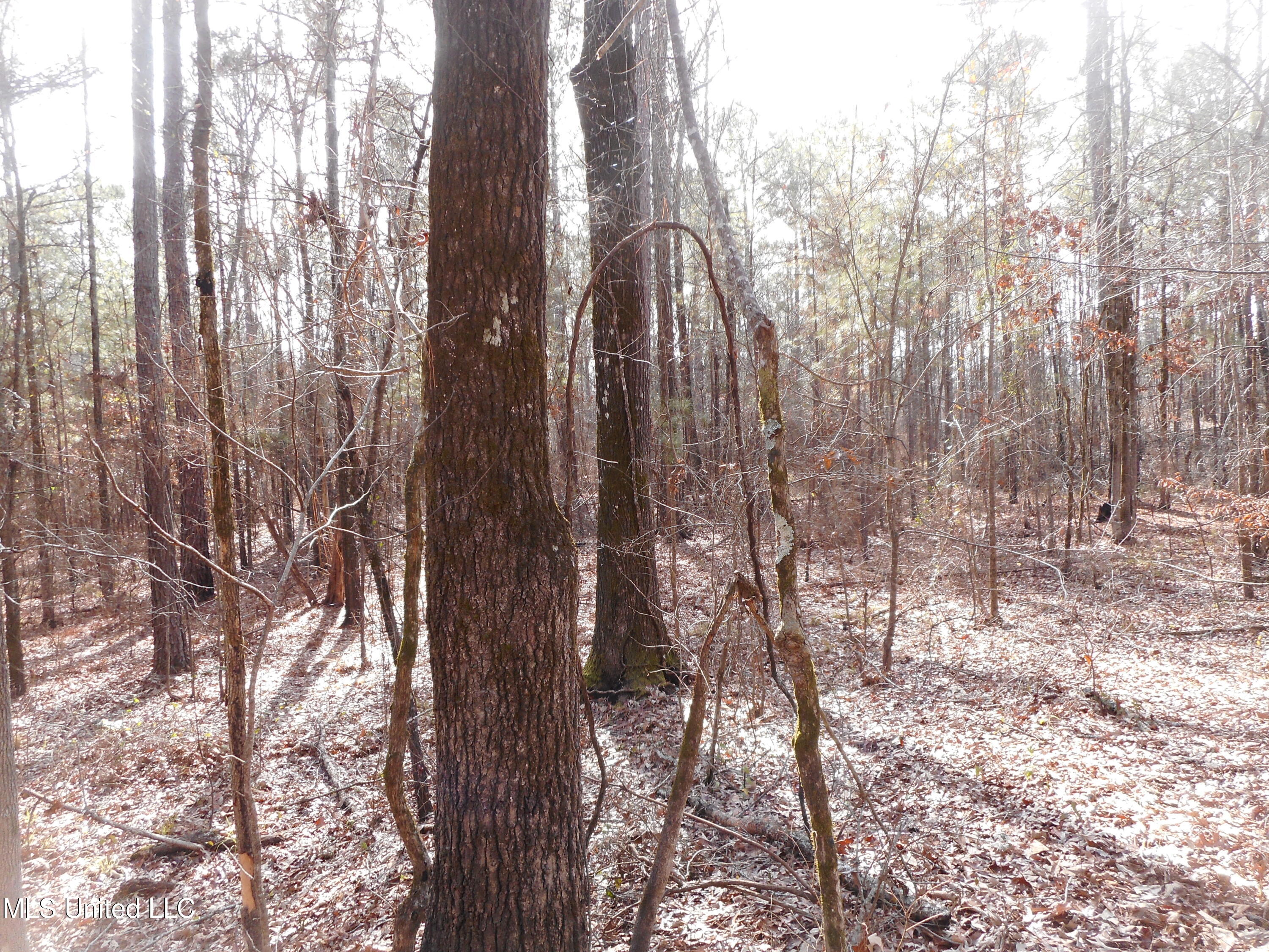 593 Rocky Hill Road Pickens, MS 39146 - Photo 5 of 102 DSCN1963