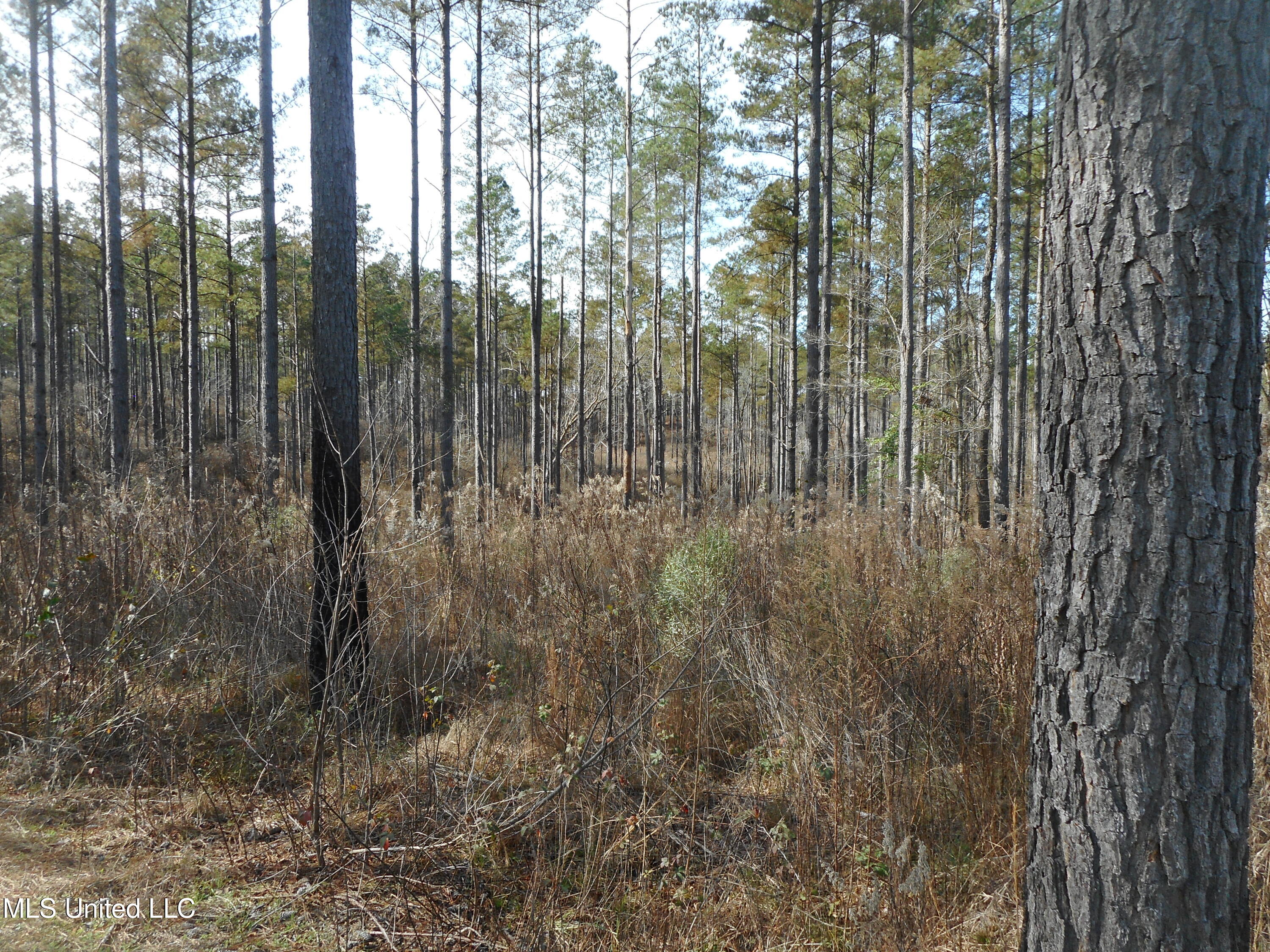593 Rocky Hill Road Pickens, MS 39146 - Photo 59 of 102 DSCN1977