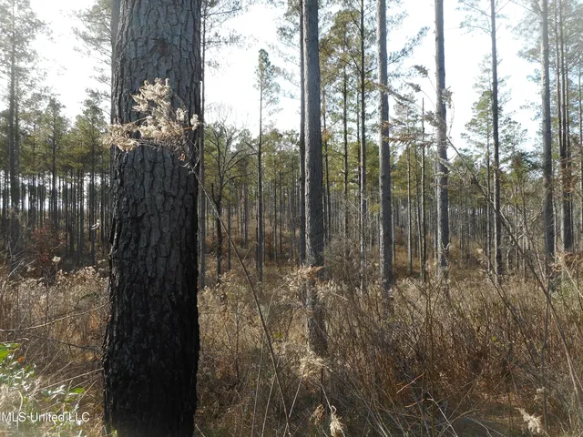 $896,000 | 593 Rocky Hill Road, Pickens, MS 39146