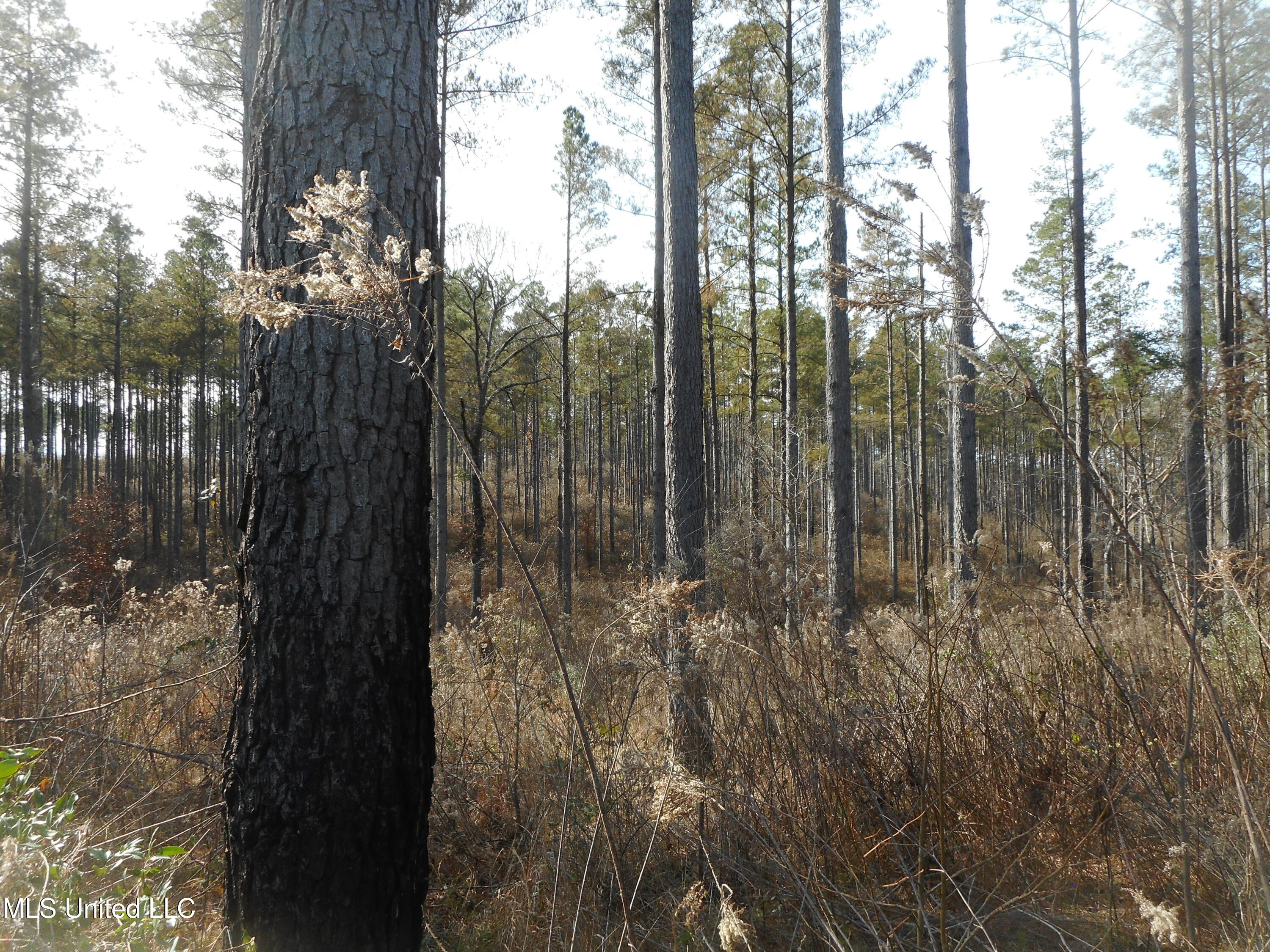 593 Rocky Hill Road Pickens, MS 39146 - Photo 60 of 102 DSCN1978
