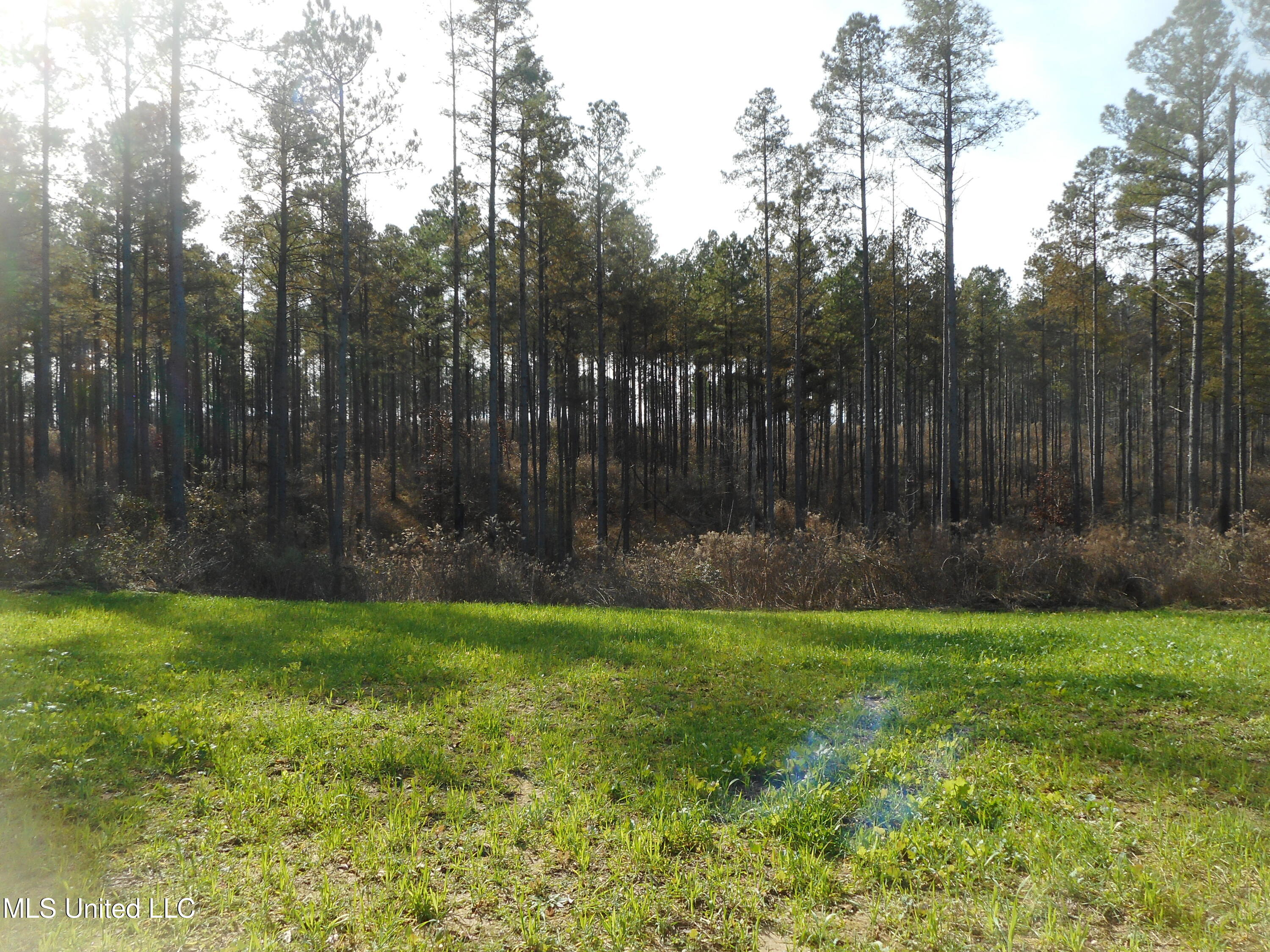 593 Rocky Hill Road Pickens, MS 39146 - Photo 61 of 102 DSCN1979