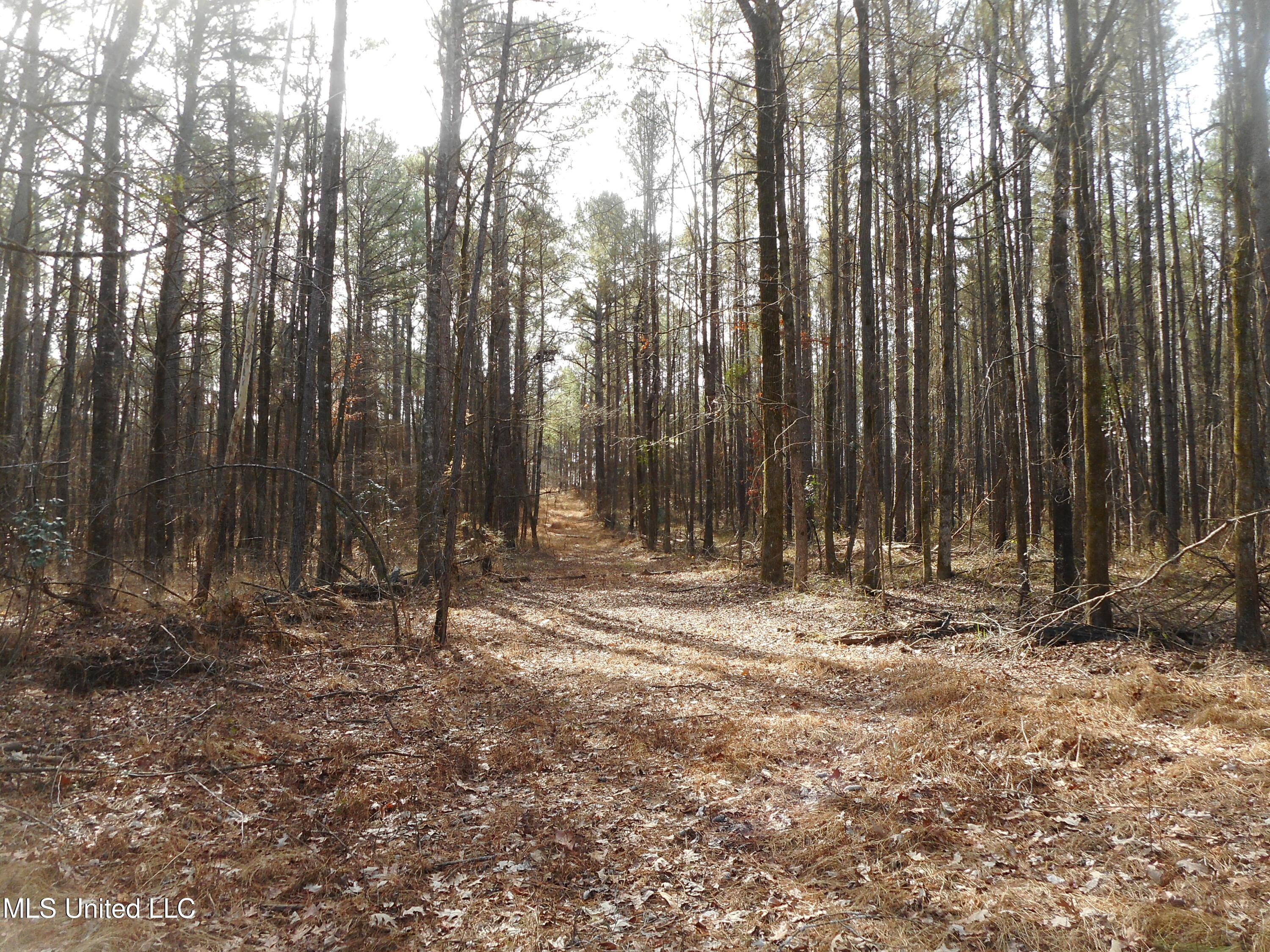 593 Rocky Hill Road Pickens, MS 39146 - Photo 62 of 102 DSCN1980