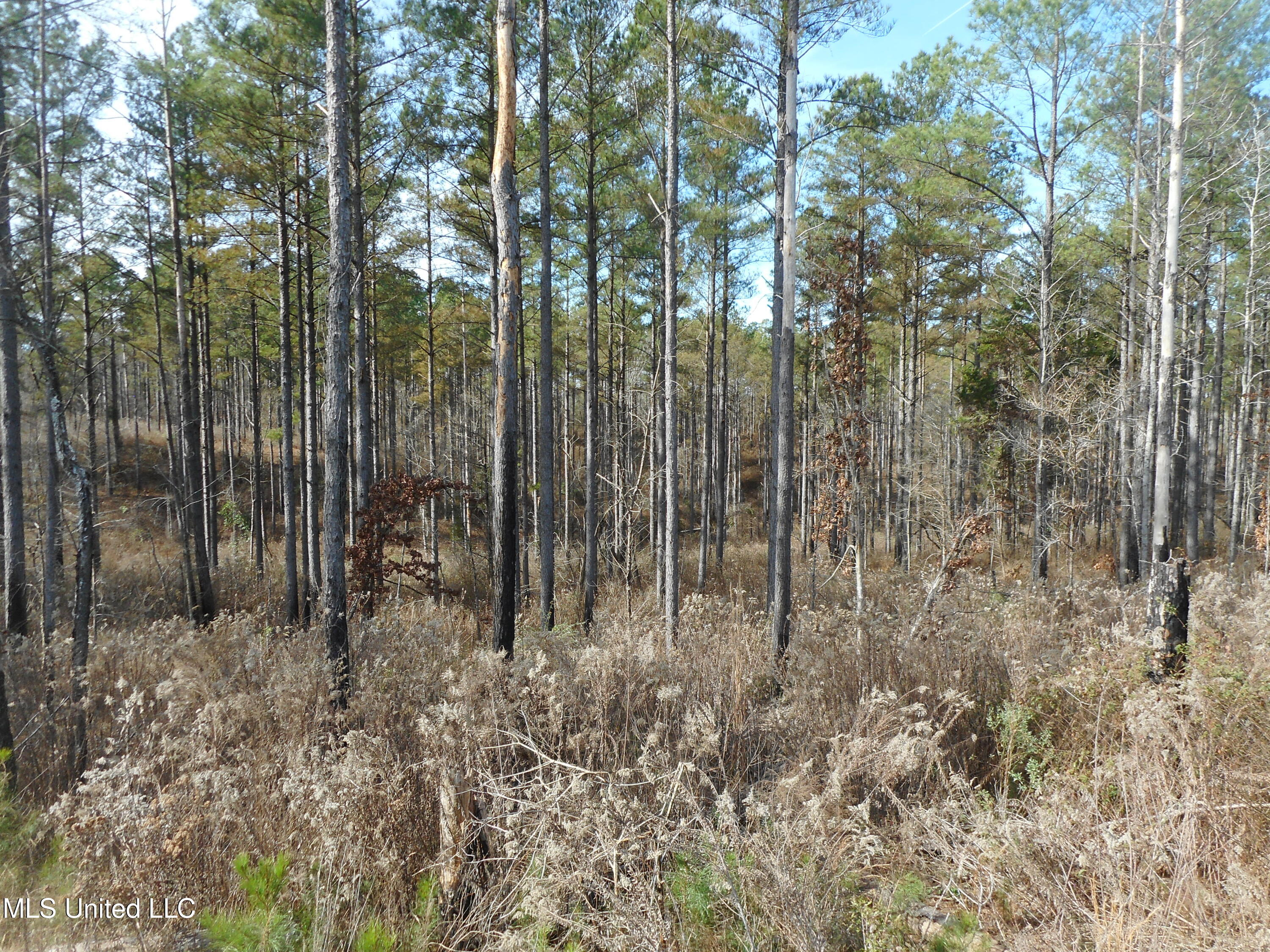 593 Rocky Hill Road Pickens, MS 39146 - Photo 66 of 102 DSCN1984