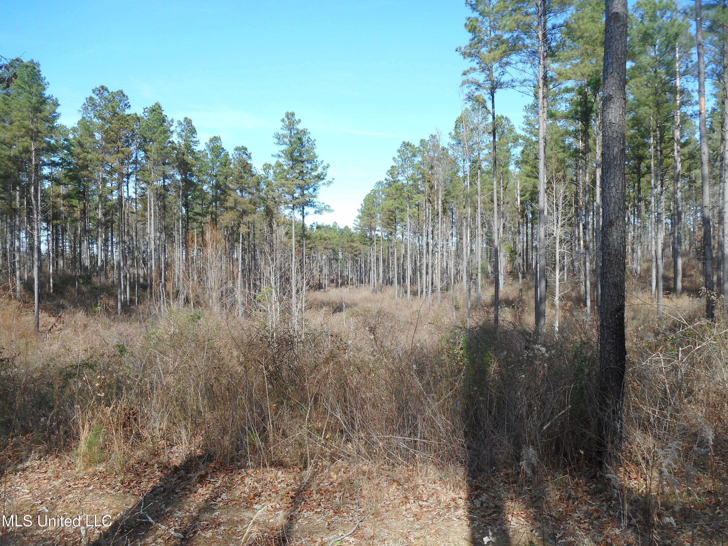 593 Rocky Hill Road Pickens, MS 39146 - Photo 69 of 102 DSCN1987
