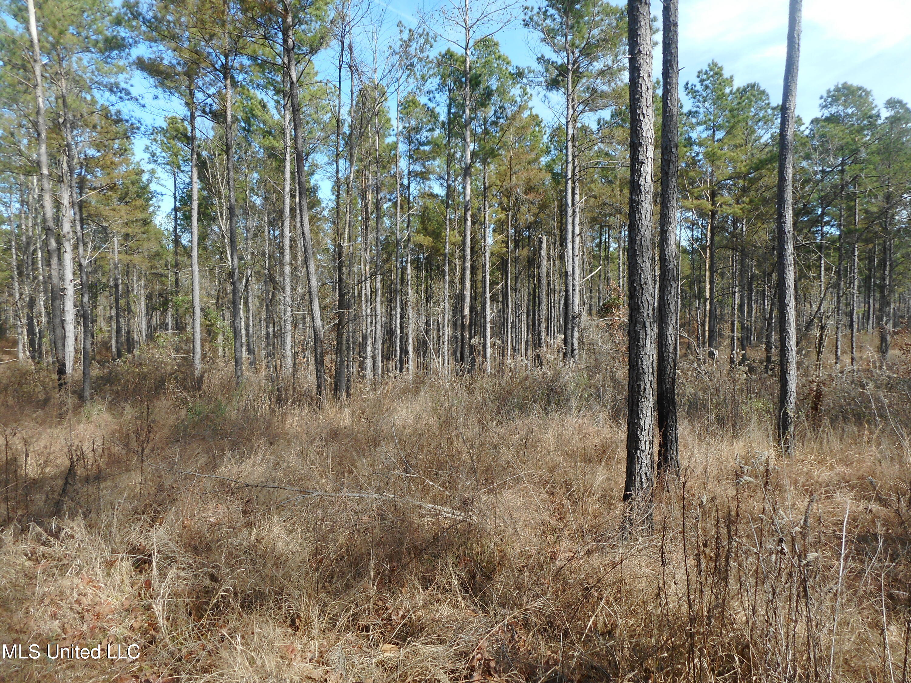 593 Rocky Hill Road Pickens, MS 39146 - Photo 73 of 102 DSCN1991