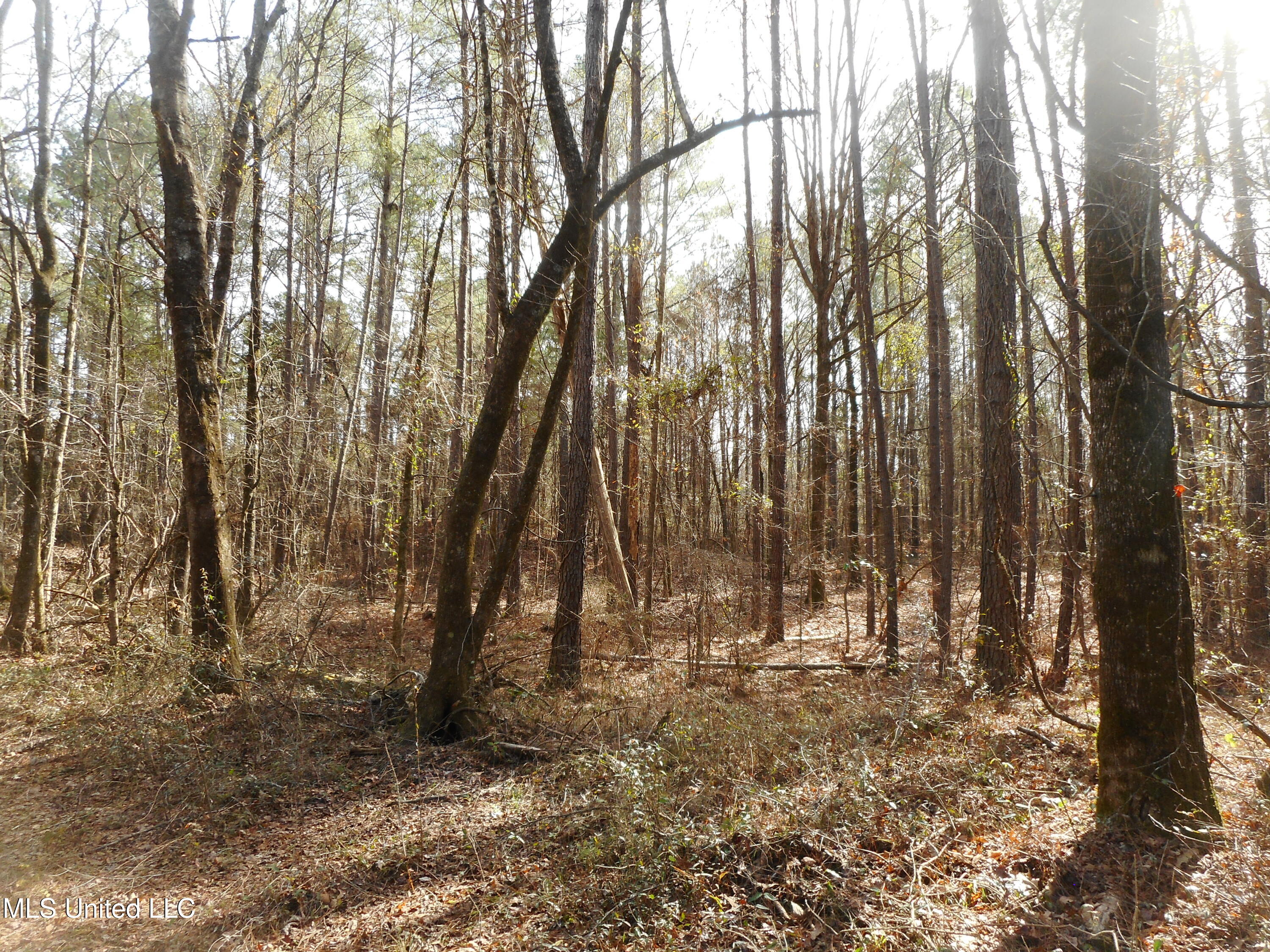 593 Rocky Hill Road Pickens, MS 39146 - Photo 75 of 102 DSCN1993