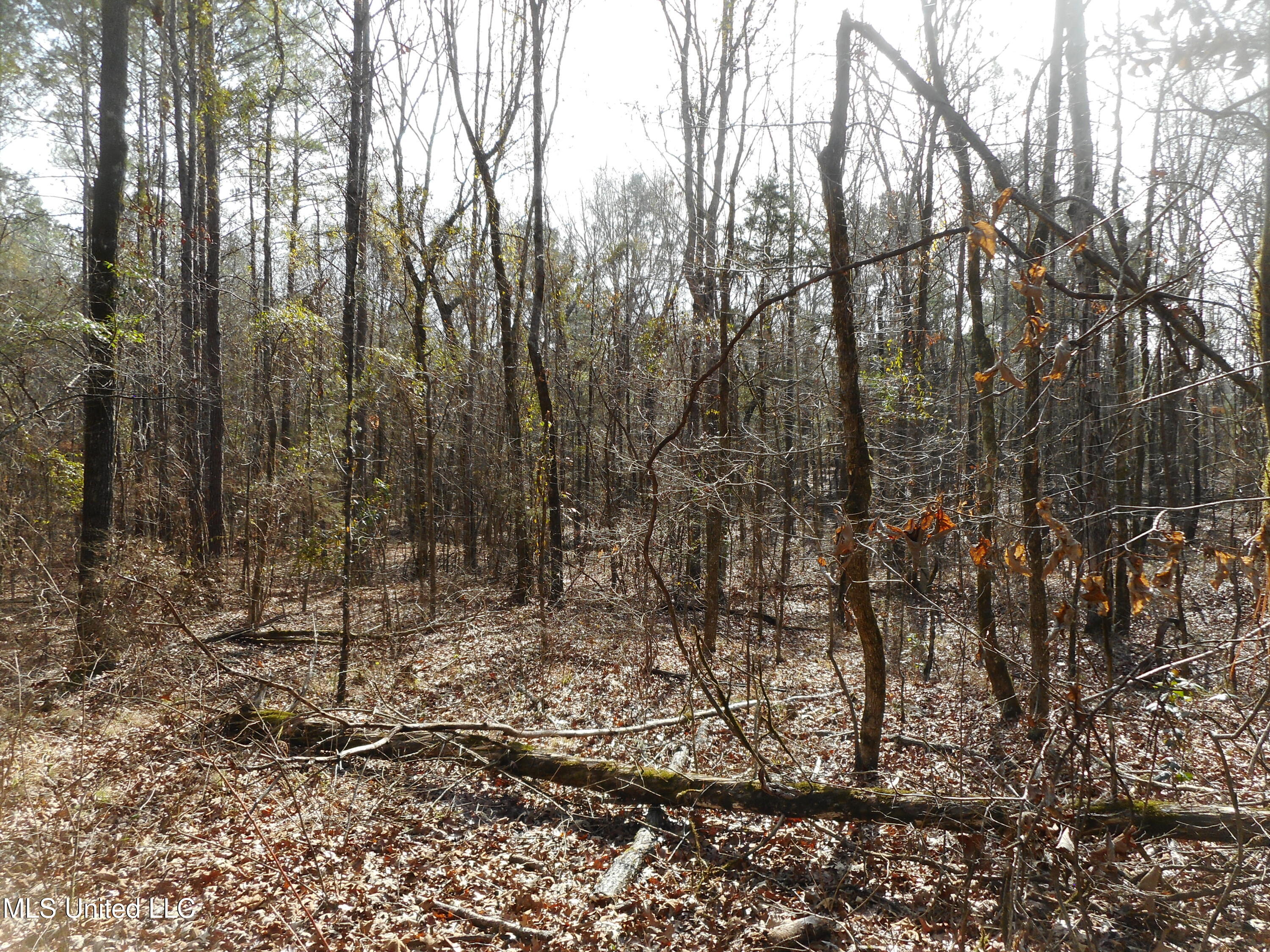 593 Rocky Hill Road Pickens, MS 39146 - Photo 76 of 102 DSCN1994