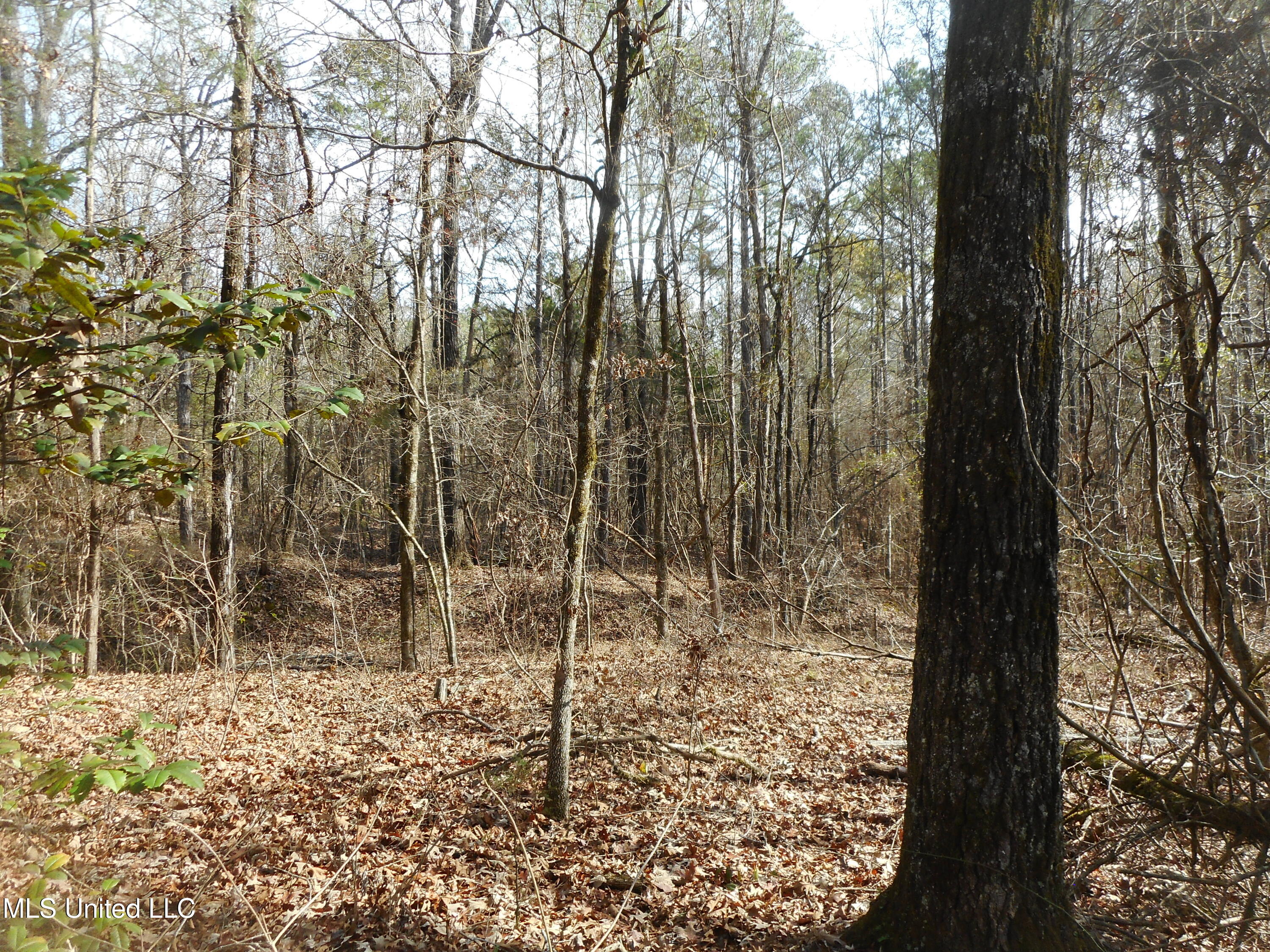 593 Rocky Hill Road Pickens, MS 39146 - Photo 77 of 102 DSCN1995