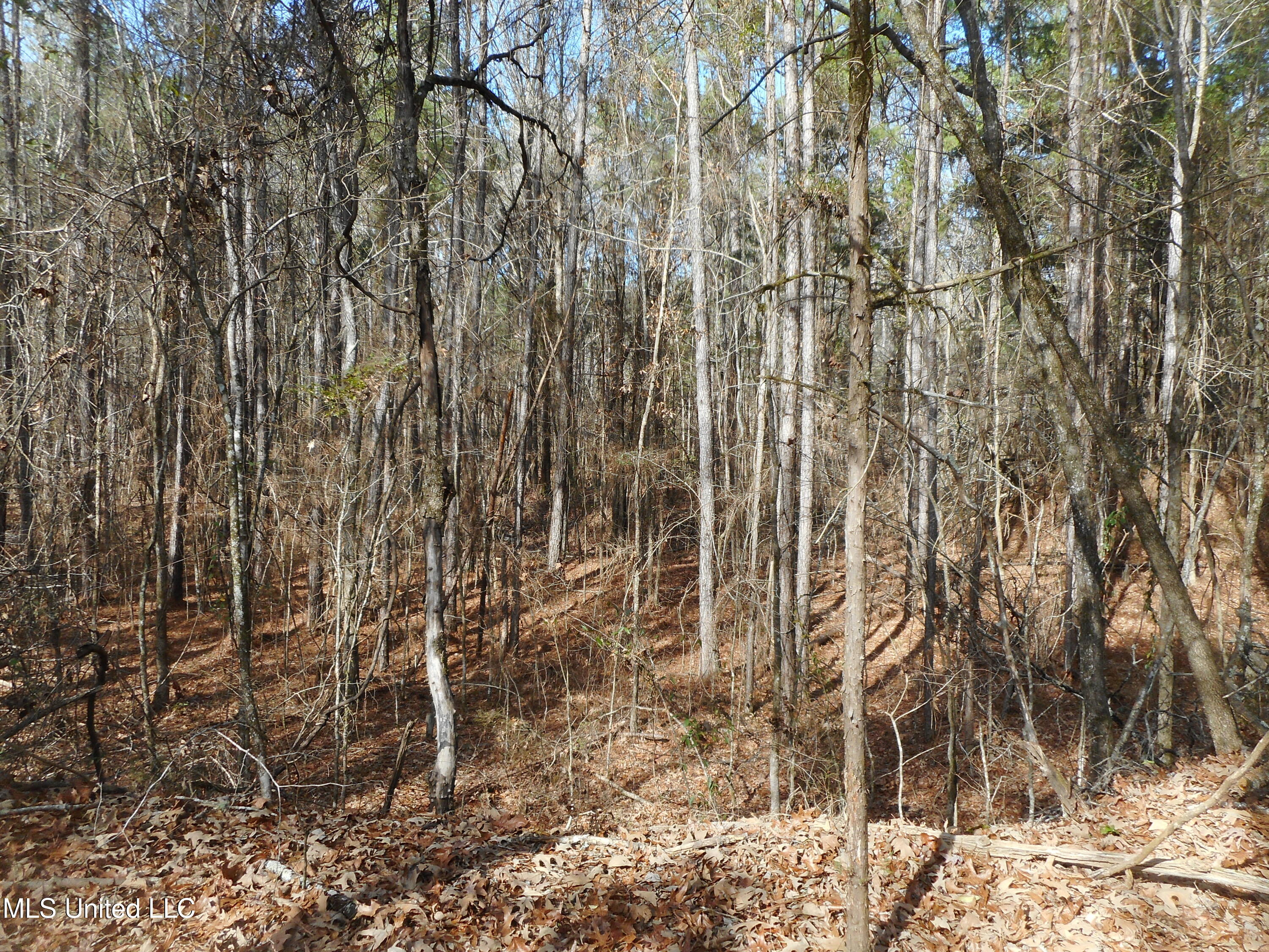 593 Rocky Hill Road Pickens, MS 39146 - Photo 78 of 102 DSCN1996