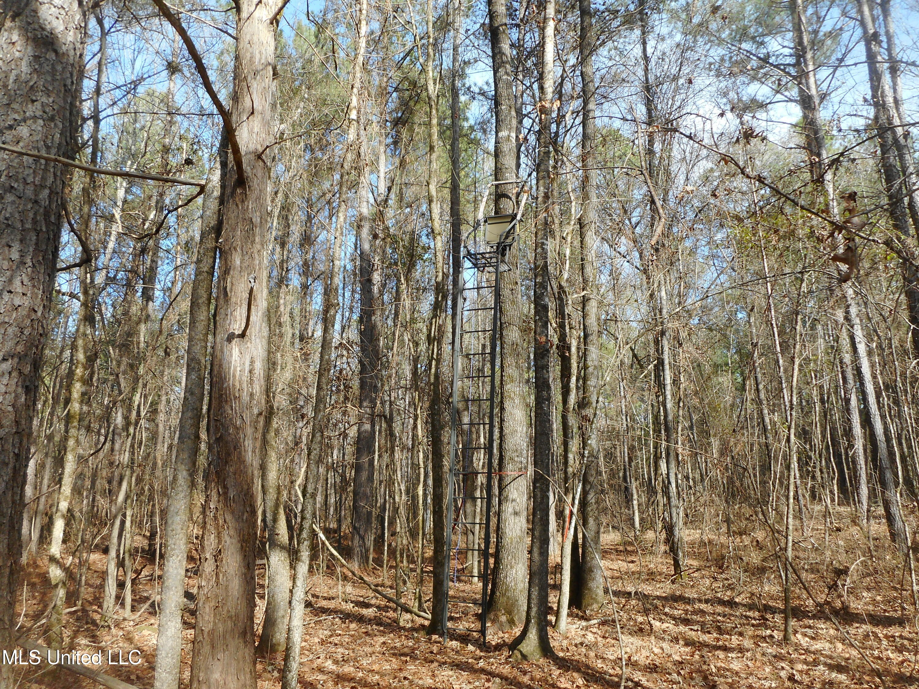 593 Rocky Hill Road Pickens, MS 39146 - Photo 81 of 102 DSCN1999