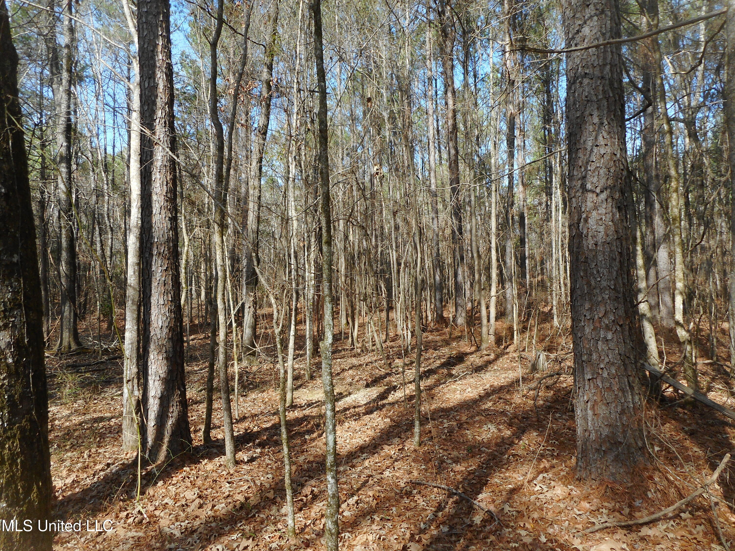 593 Rocky Hill Road Pickens, MS 39146 - Photo 82 of 102 DSCN2001