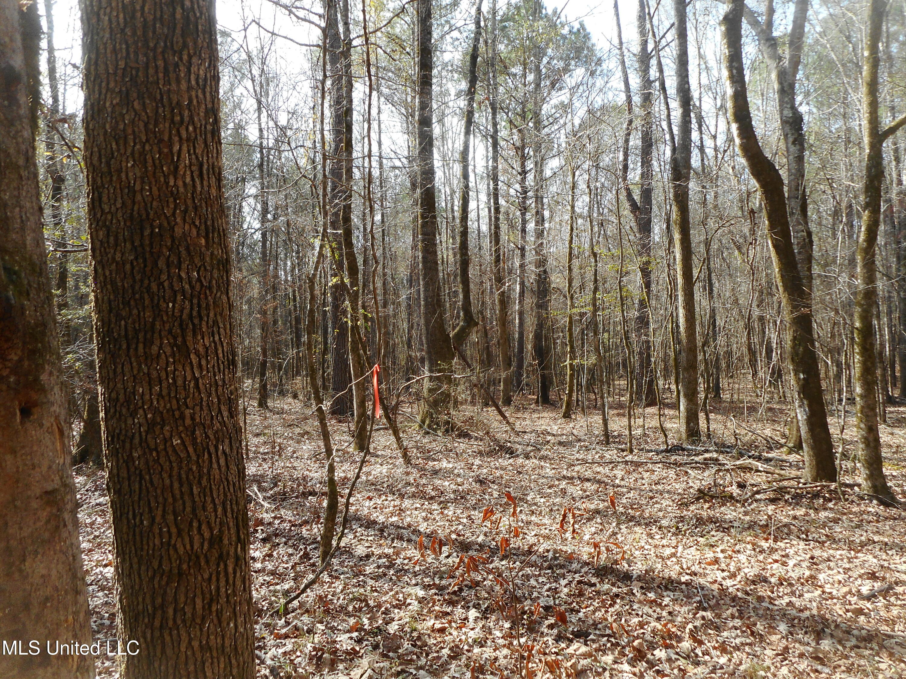 593 Rocky Hill Road Pickens, MS 39146 - Photo 83 of 102 DSCN2002
