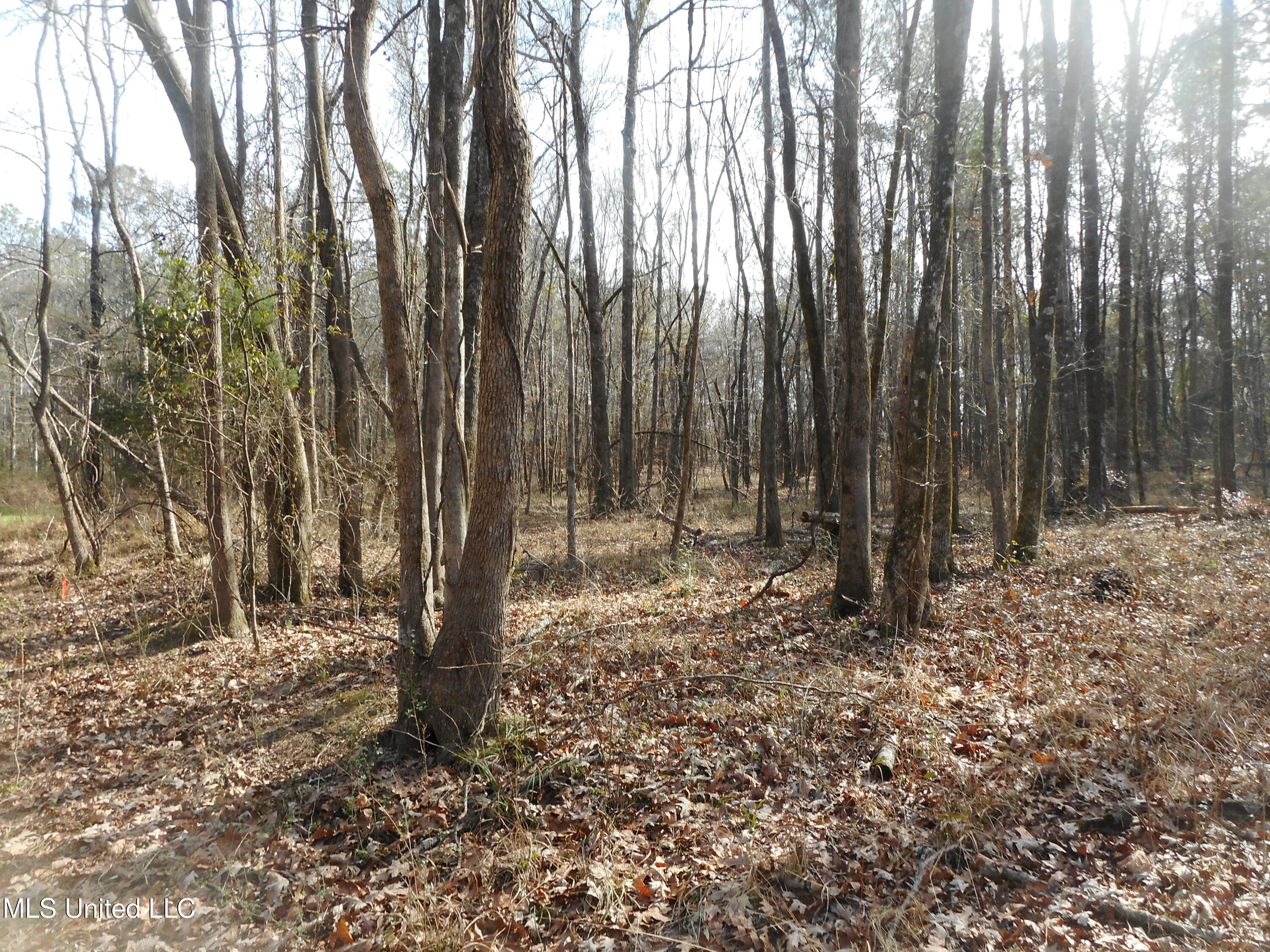 593 Rocky Hill Road Pickens, MS 39146 - Photo 87 of 102 DSCN2008