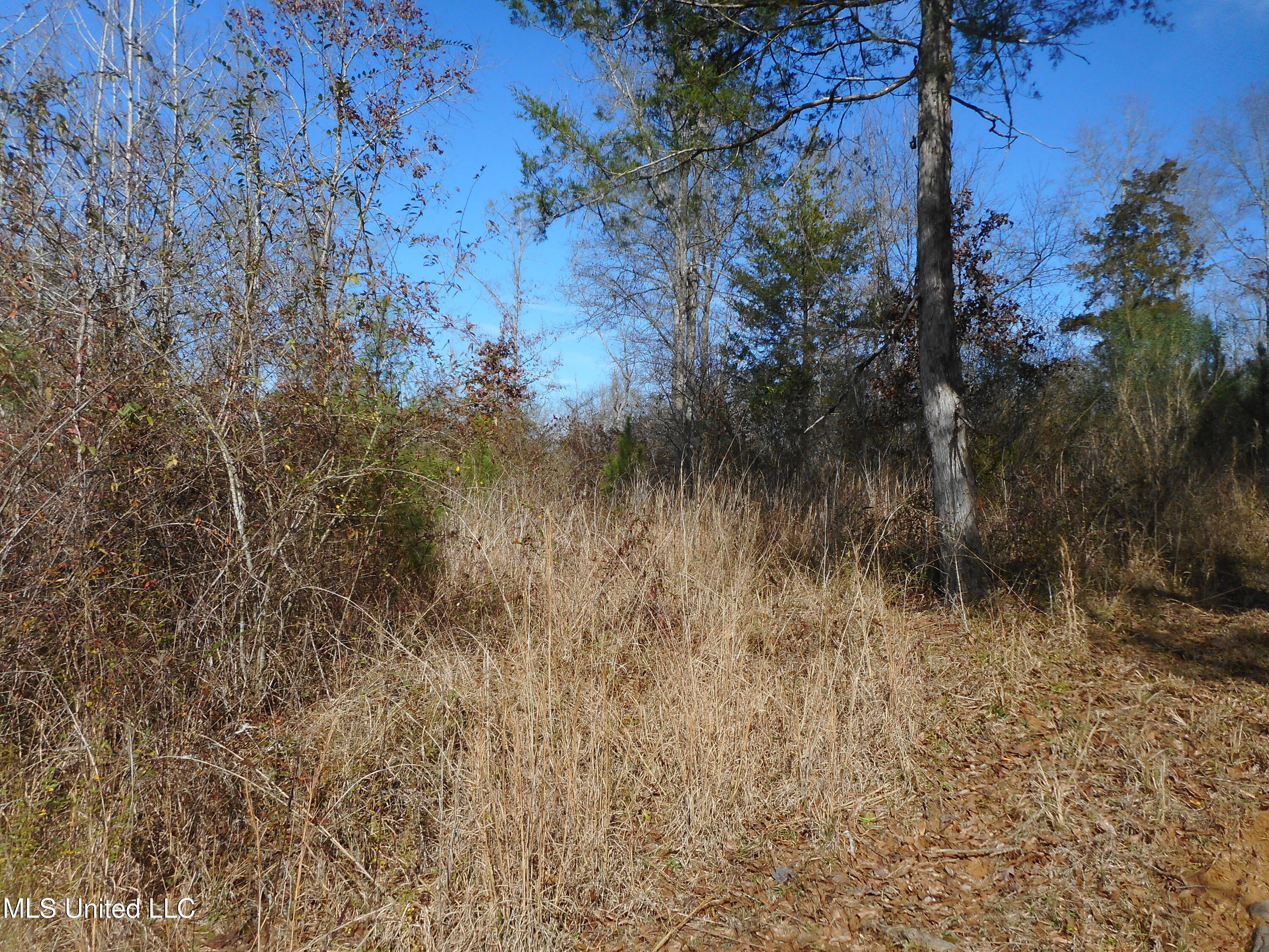593 Rocky Hill Road Pickens, MS 39146 - Photo 100 of 102 DSCN2031