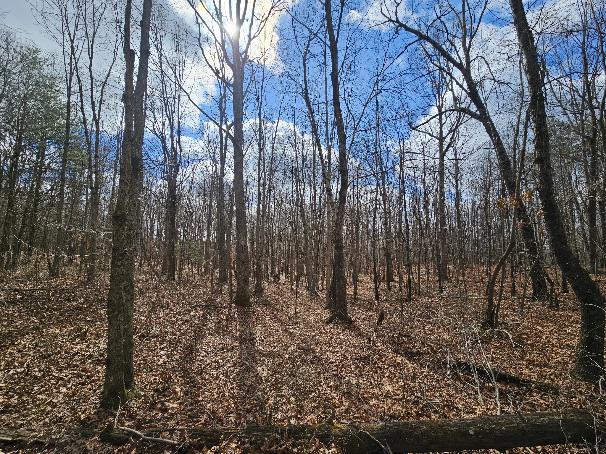 10 Griswold Road Altamont, TN 37301 - Photo 1 of 12 a view of backyard with green space