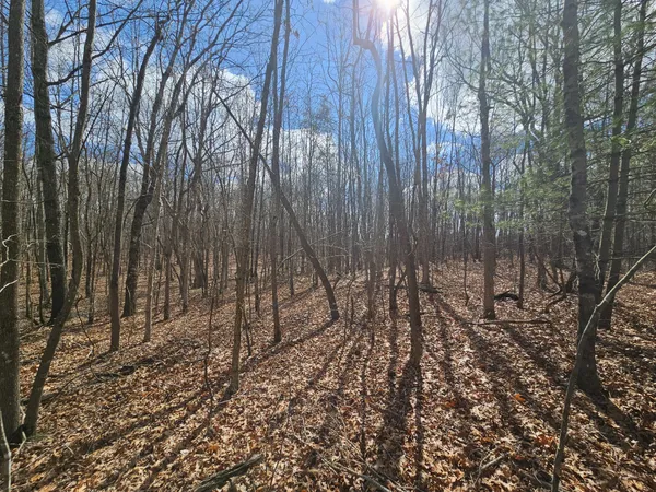 a view of forest