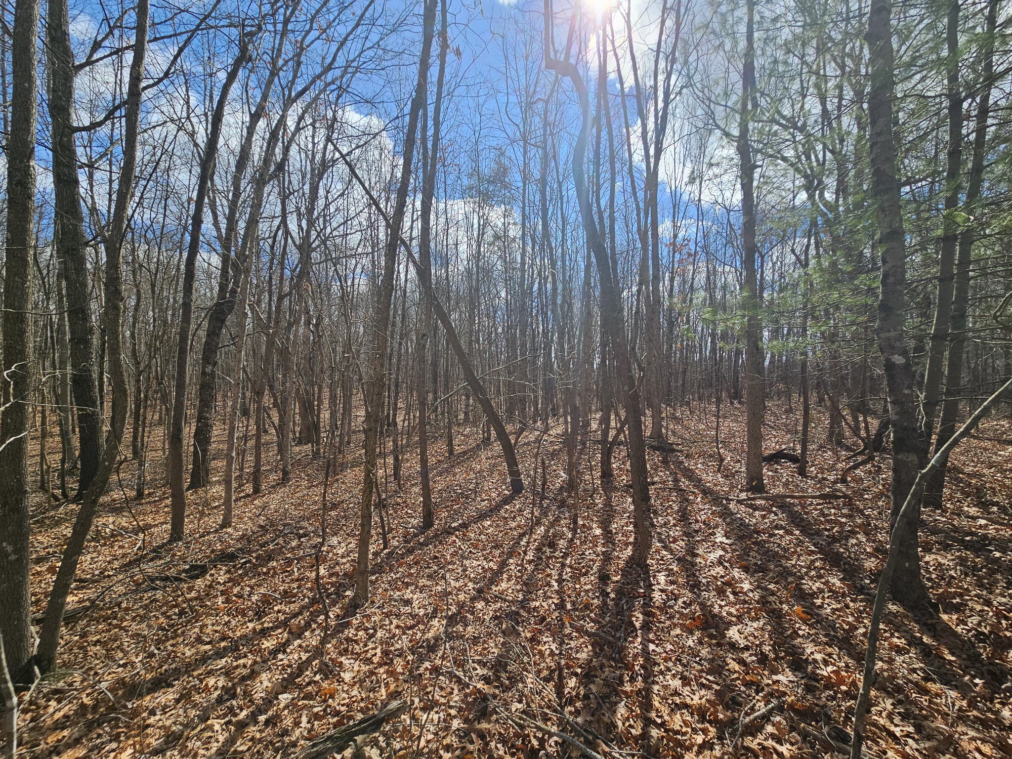 10 Griswold Road Altamont, TN 37301 - Photo 11 of 12 a view of forest
