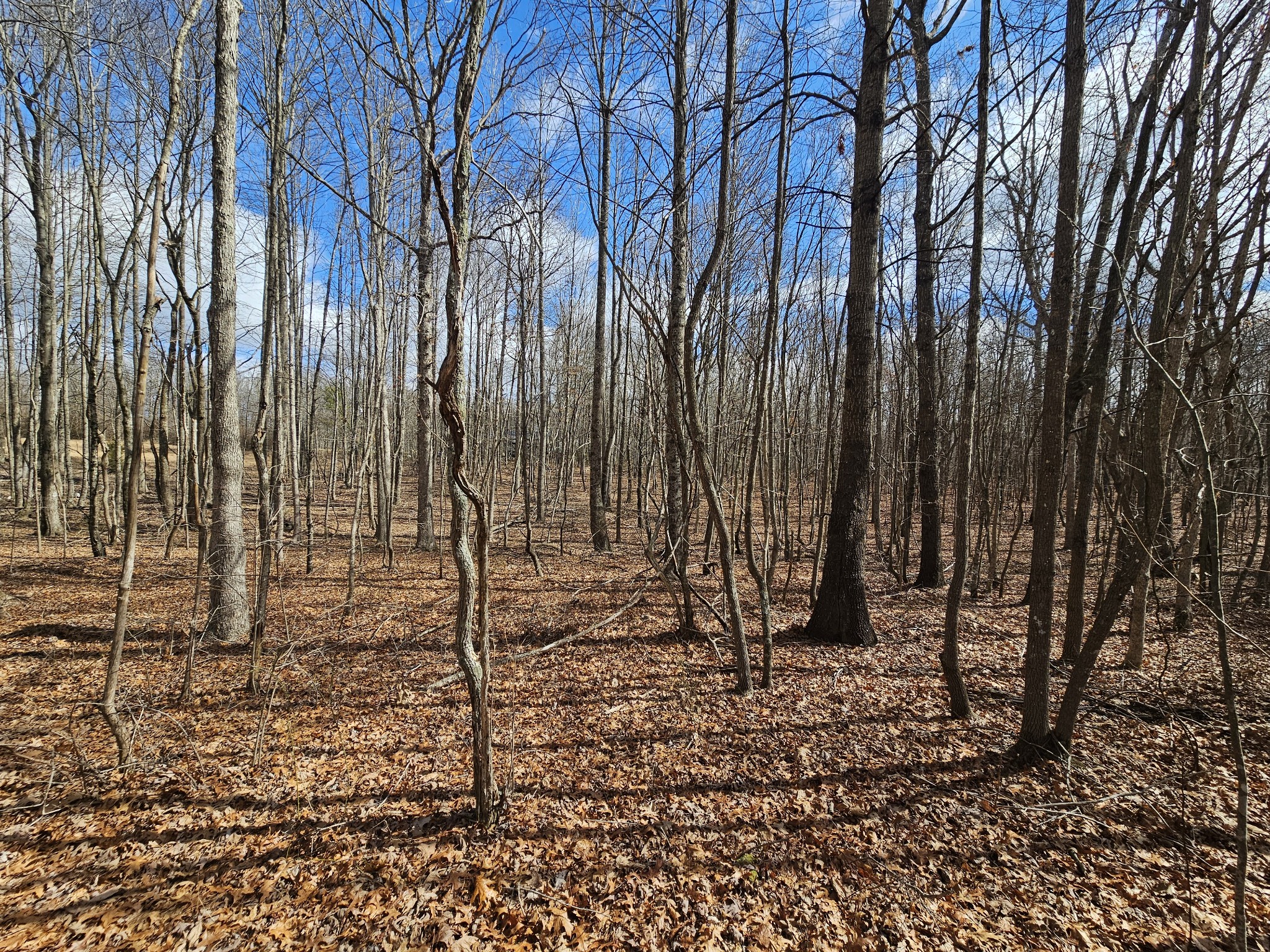 10 Griswold Road Altamont, TN 37301 - Photo 12 of 12 a backyard of a house with lots of green space