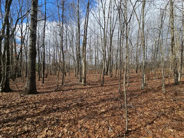 a view of a backyard with trees