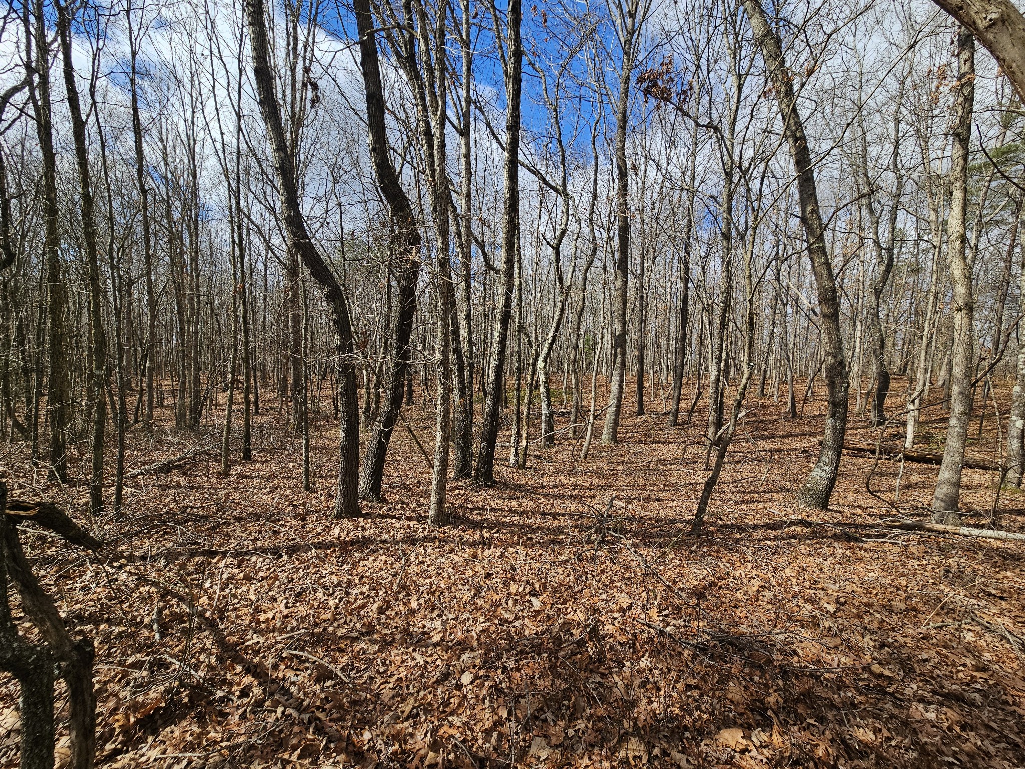 10 Griswold Road Altamont, TN 37301 - Photo 30 of 35 a view of a backyard