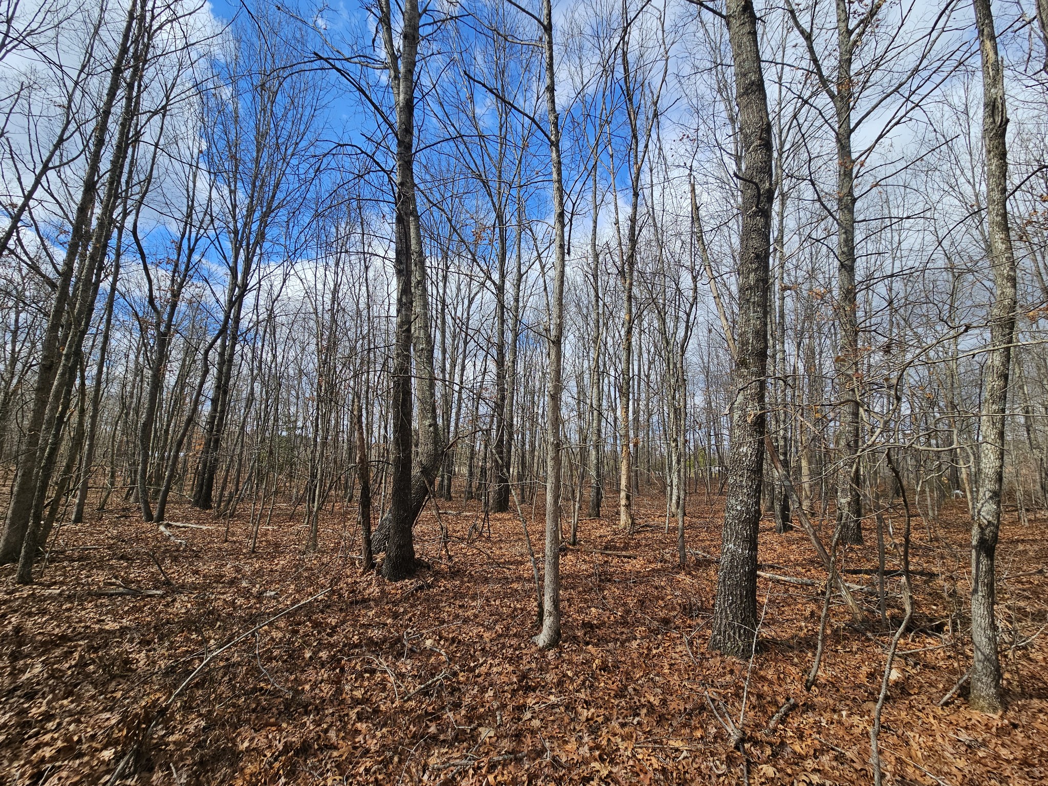 10 Griswold Road Altamont, TN 37301 - Photo 4 of 12 a backyard of a house with lots of green space