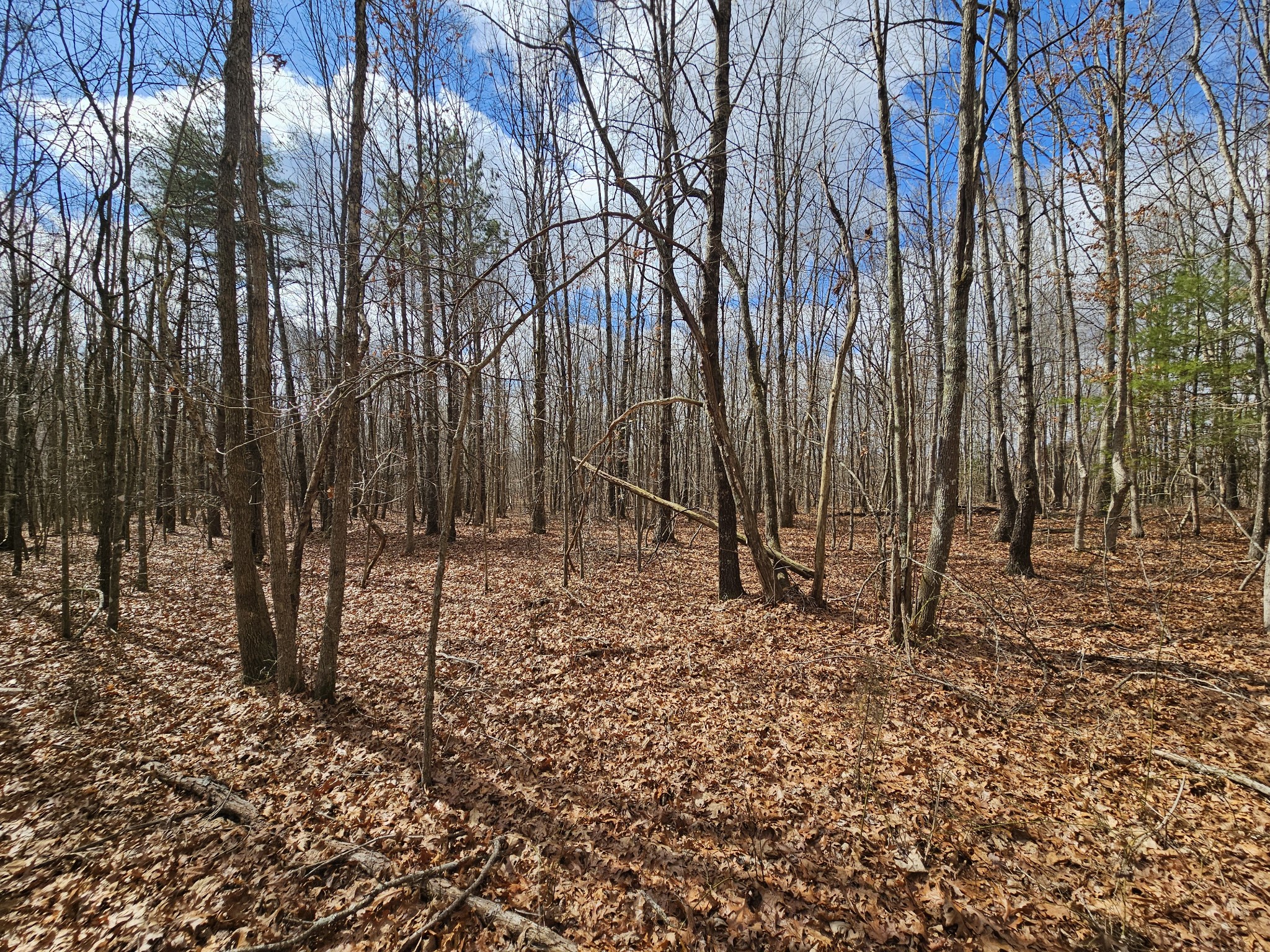 10 Griswold Road Altamont, TN 37301 - Photo 5 of 12 a backyard of a house with lots of green space