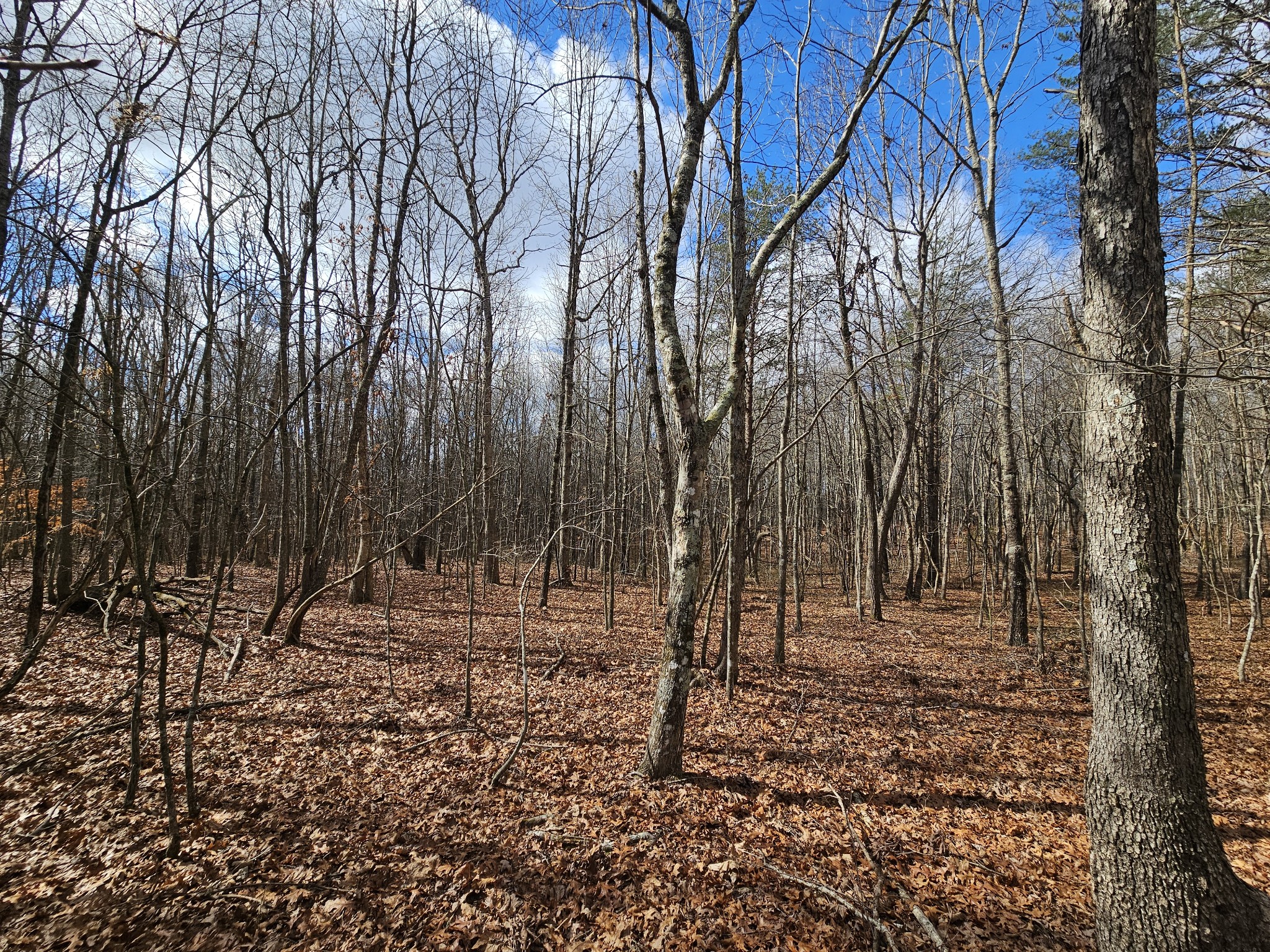 10 Griswold Road Altamont, TN 37301 - Photo 8 of 12 a backyard of a house with lots of green space