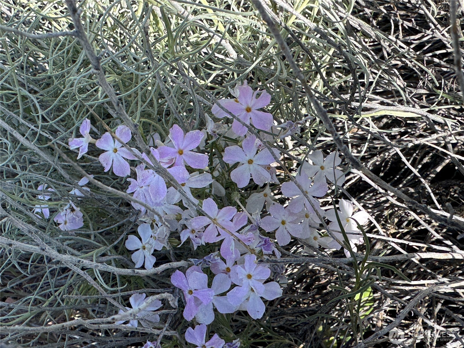 35 Sunset Ridge Road Oroville, WA 98844 - Photo 9 of 18 a picture of flowers