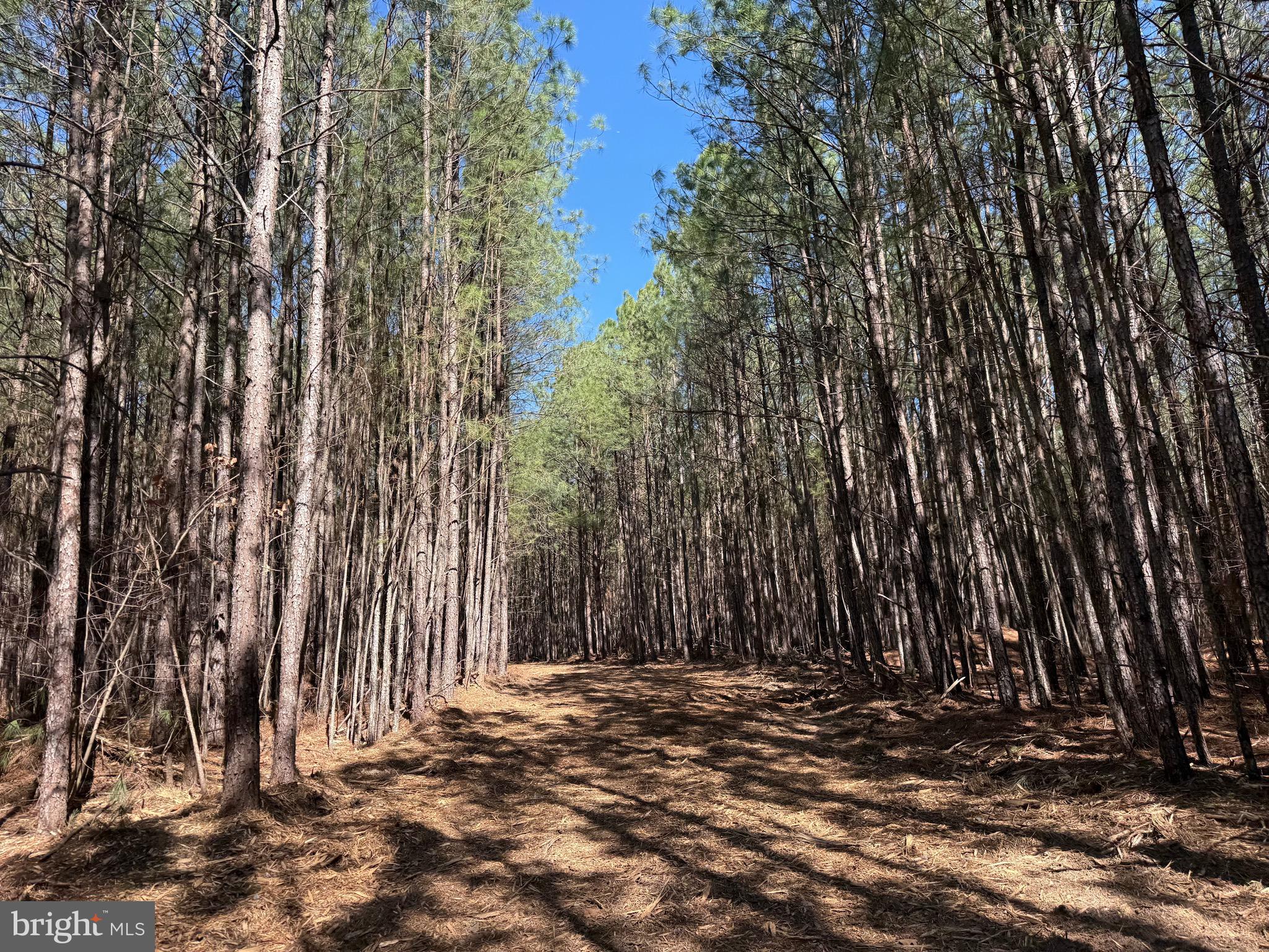 Lot D Mountain Cut Road Appomattox, VA 24522 - Photo 11 of 45