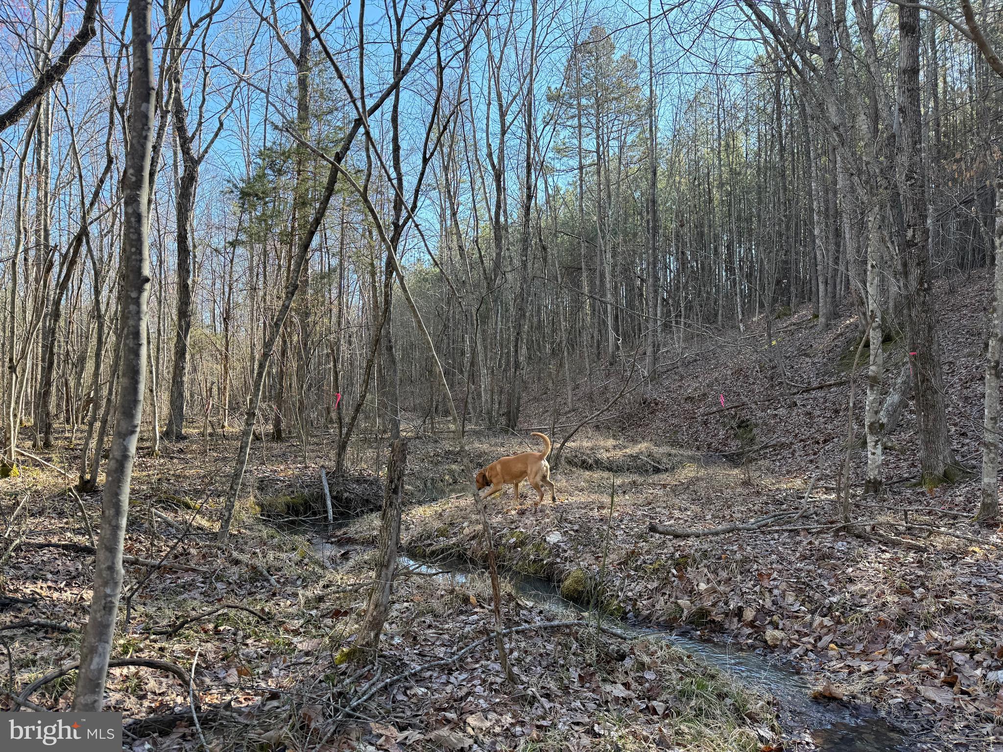 Lot D Mountain Cut Road Appomattox, VA 24522 - Photo 12 of 45