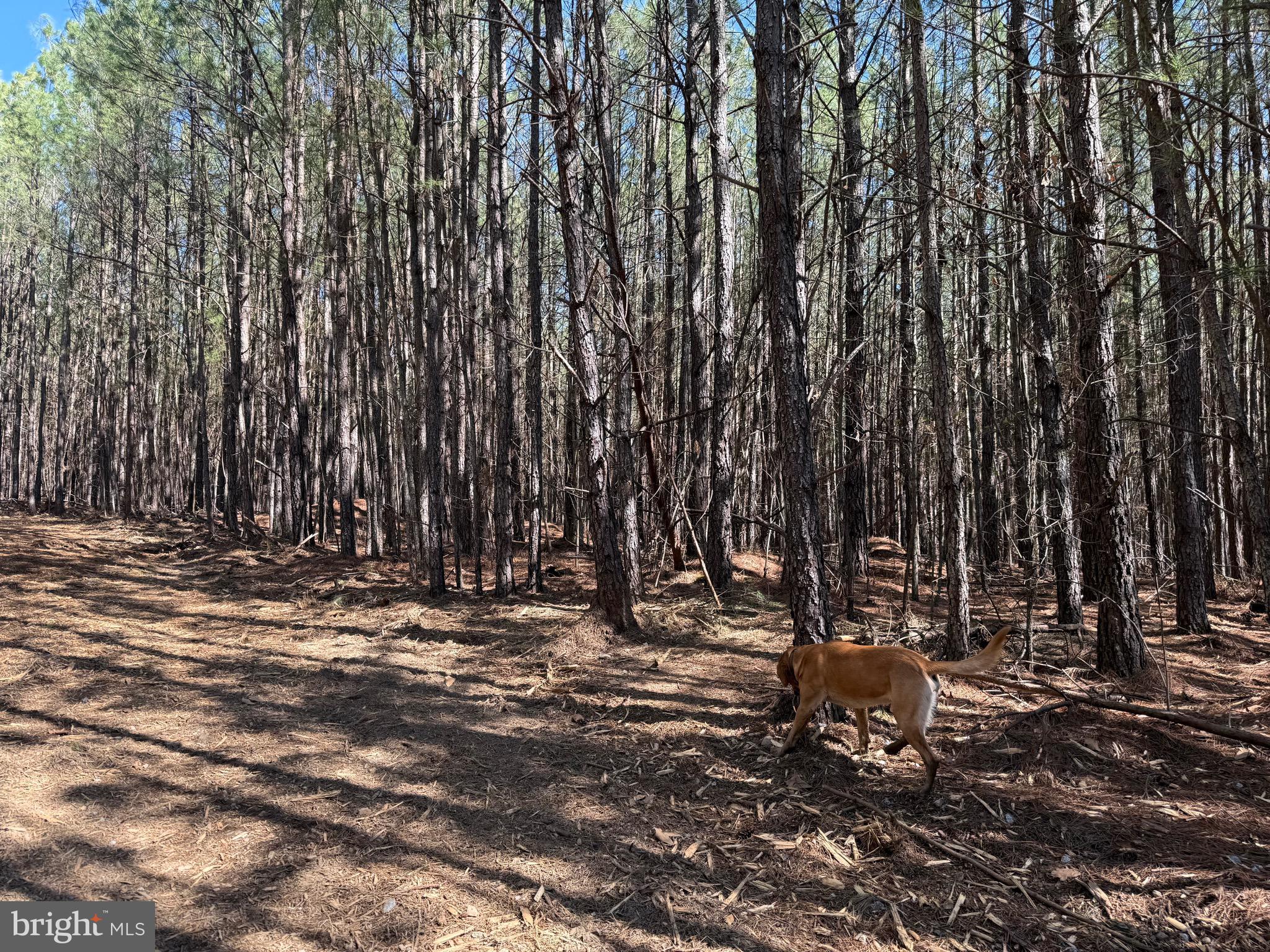 Lot D Mountain Cut Road Appomattox, VA 24522 - Photo 13 of 45