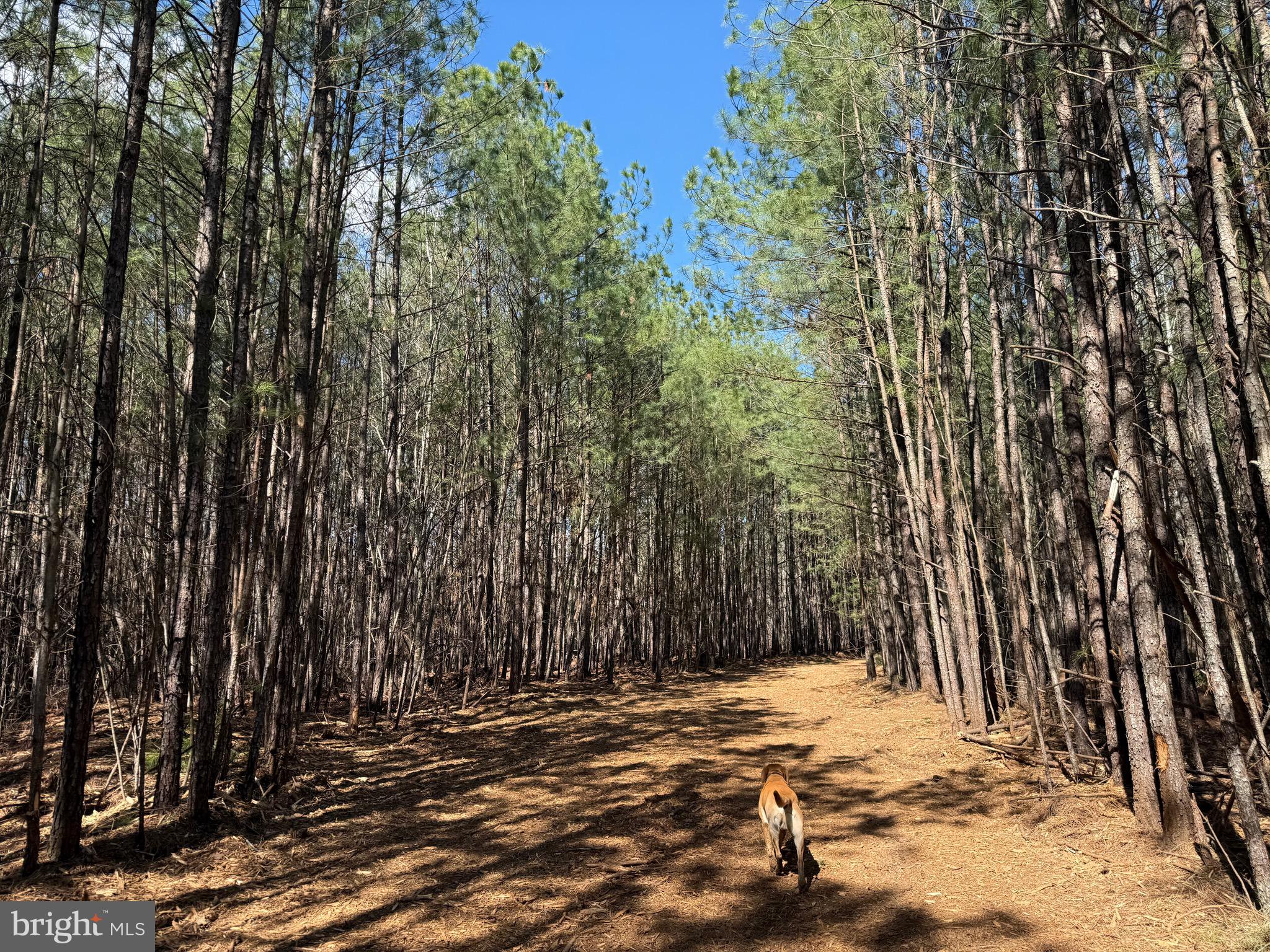 Lot D Mountain Cut Road Appomattox, VA 24522 - Photo 14 of 45