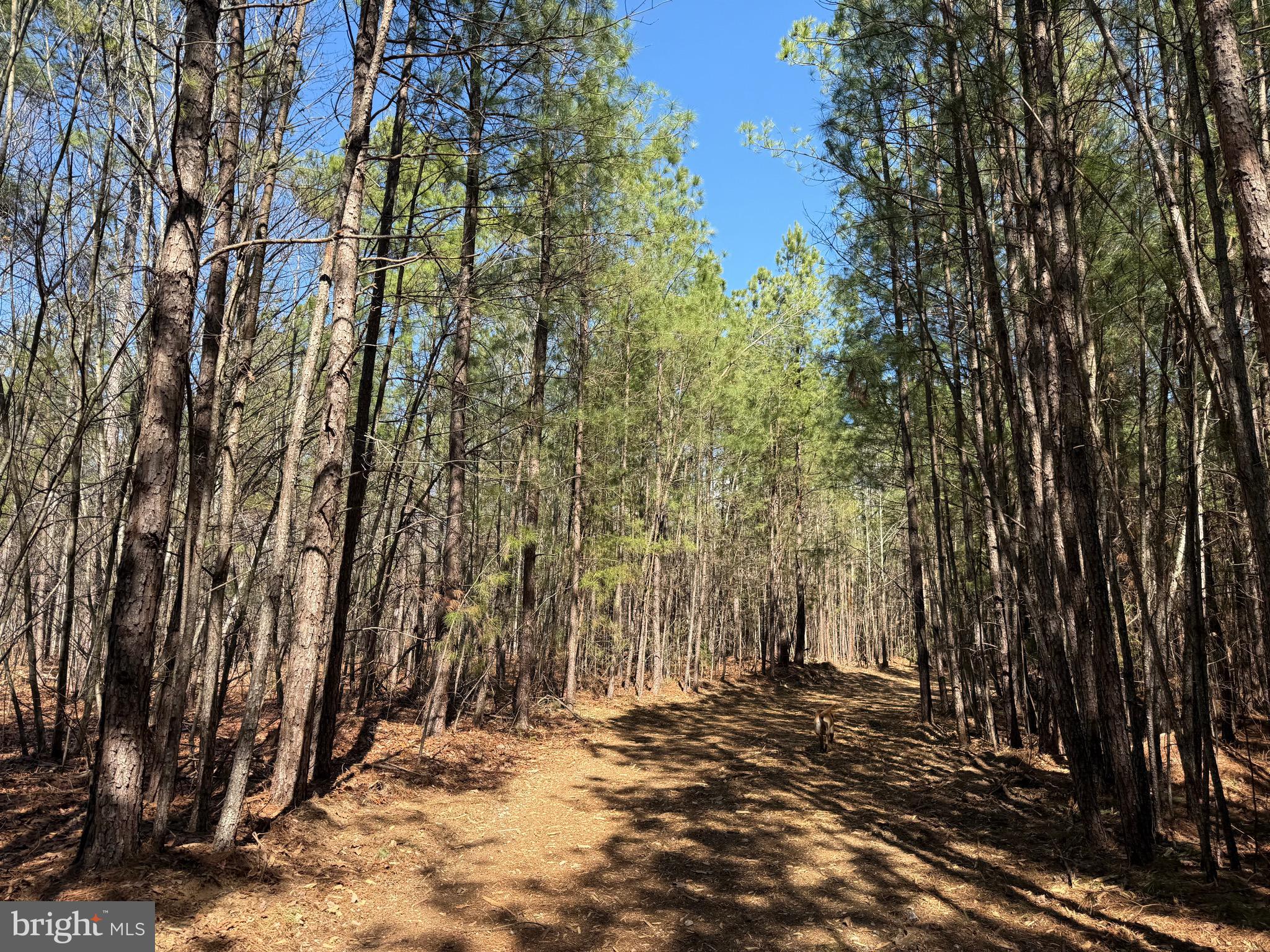 Lot D Mountain Cut Road Appomattox, VA 24522 - Photo 15 of 45