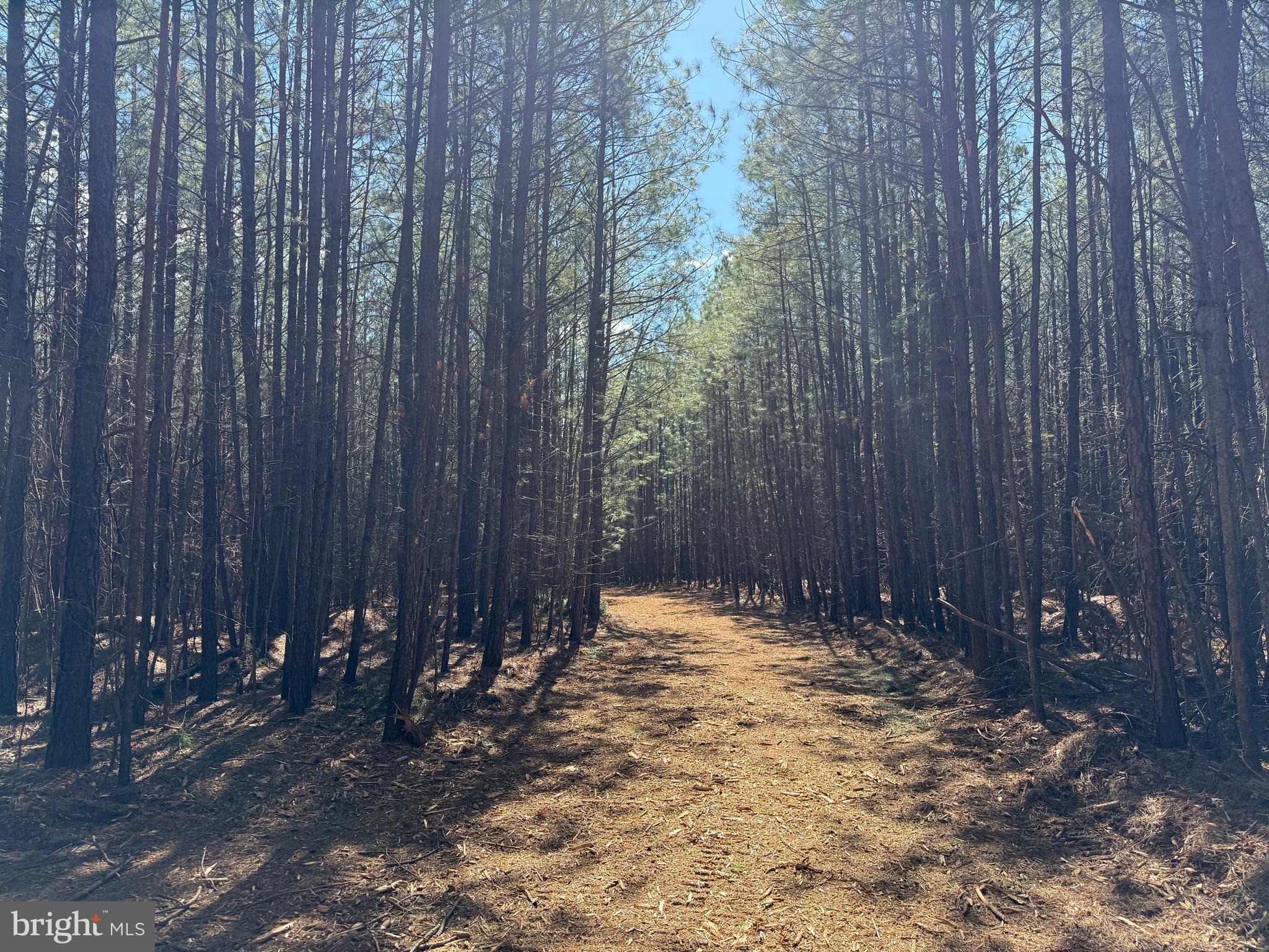 Lot D Mountain Cut Road Appomattox, VA 24522 - Photo 17 of 45