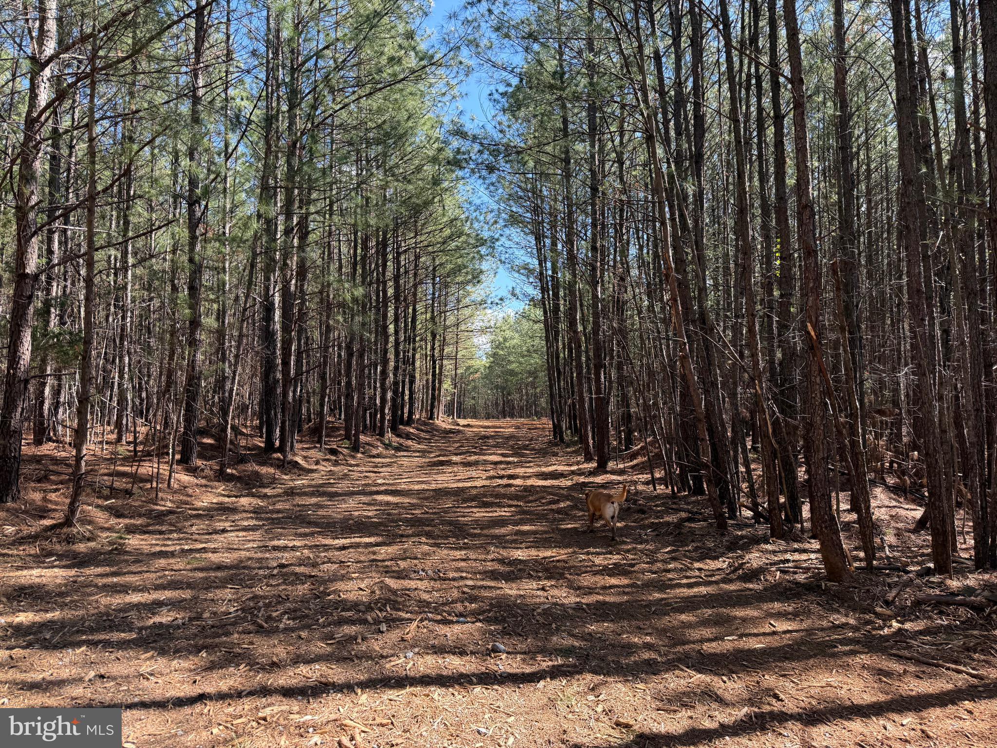 Lot D Mountain Cut Road Appomattox, VA 24522 - Photo 18 of 45