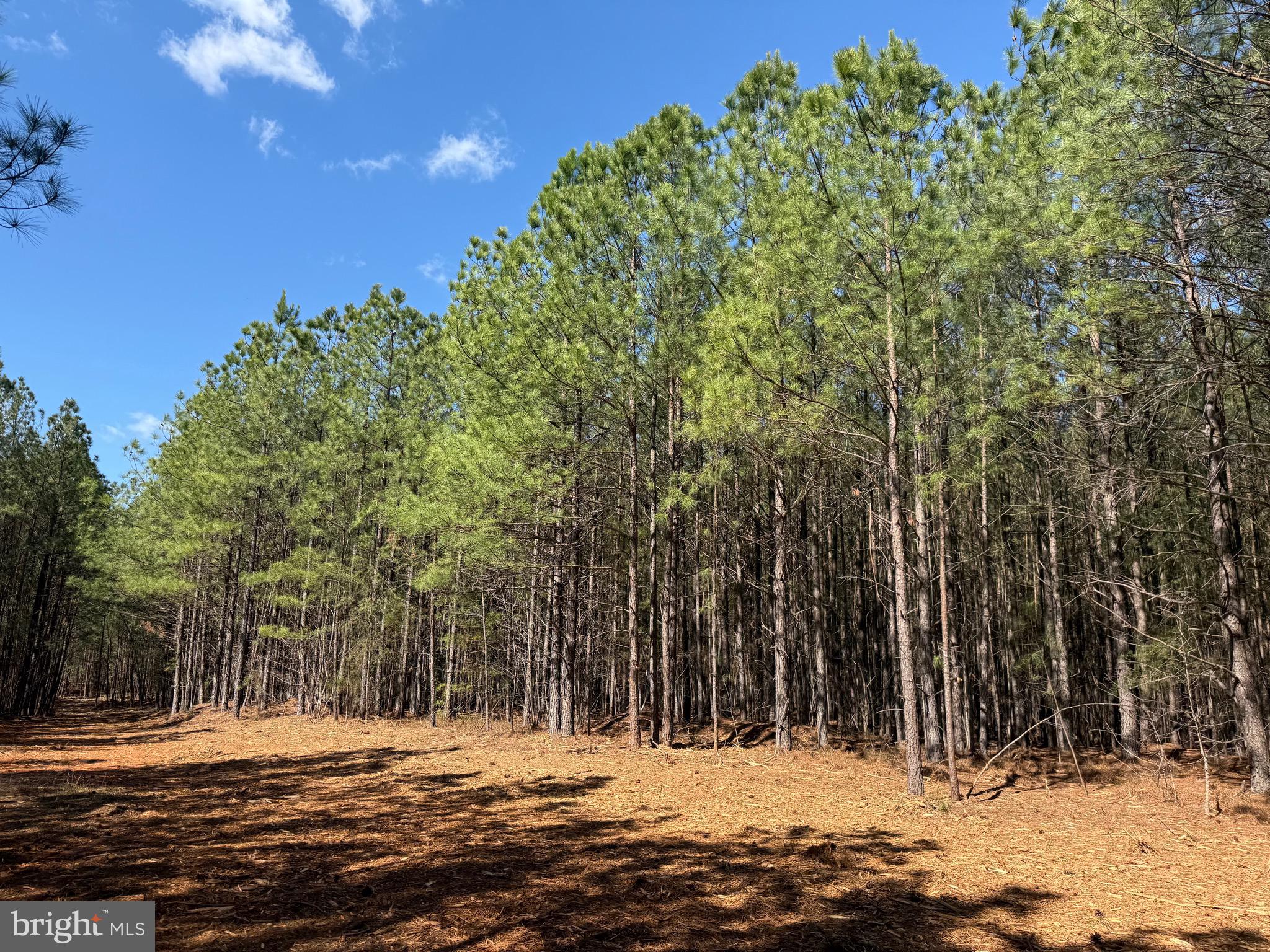 Lot D Mountain Cut Road Appomattox, VA 24522 - Photo 19 of 45
